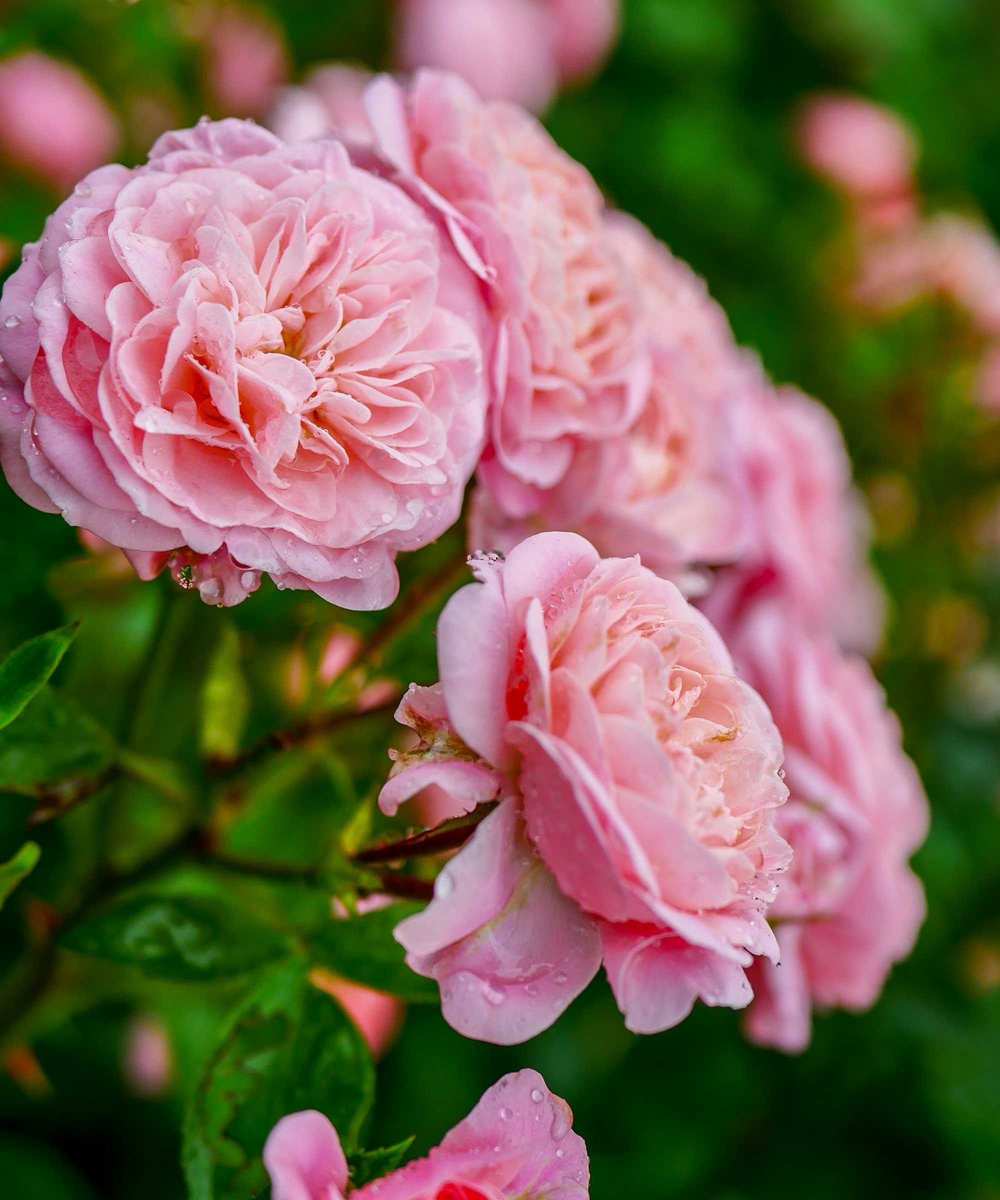 Nærbilde av rosa roser