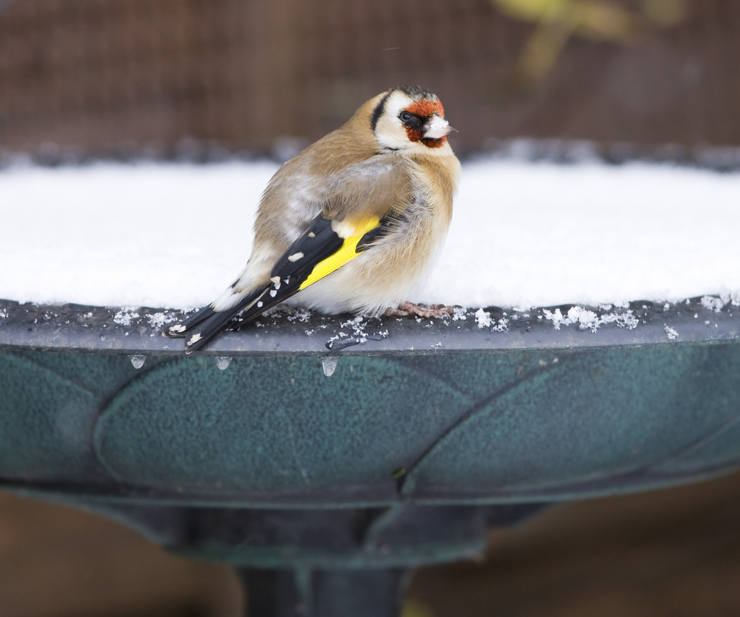 Gullfink satt på fuglebad dekket med snø