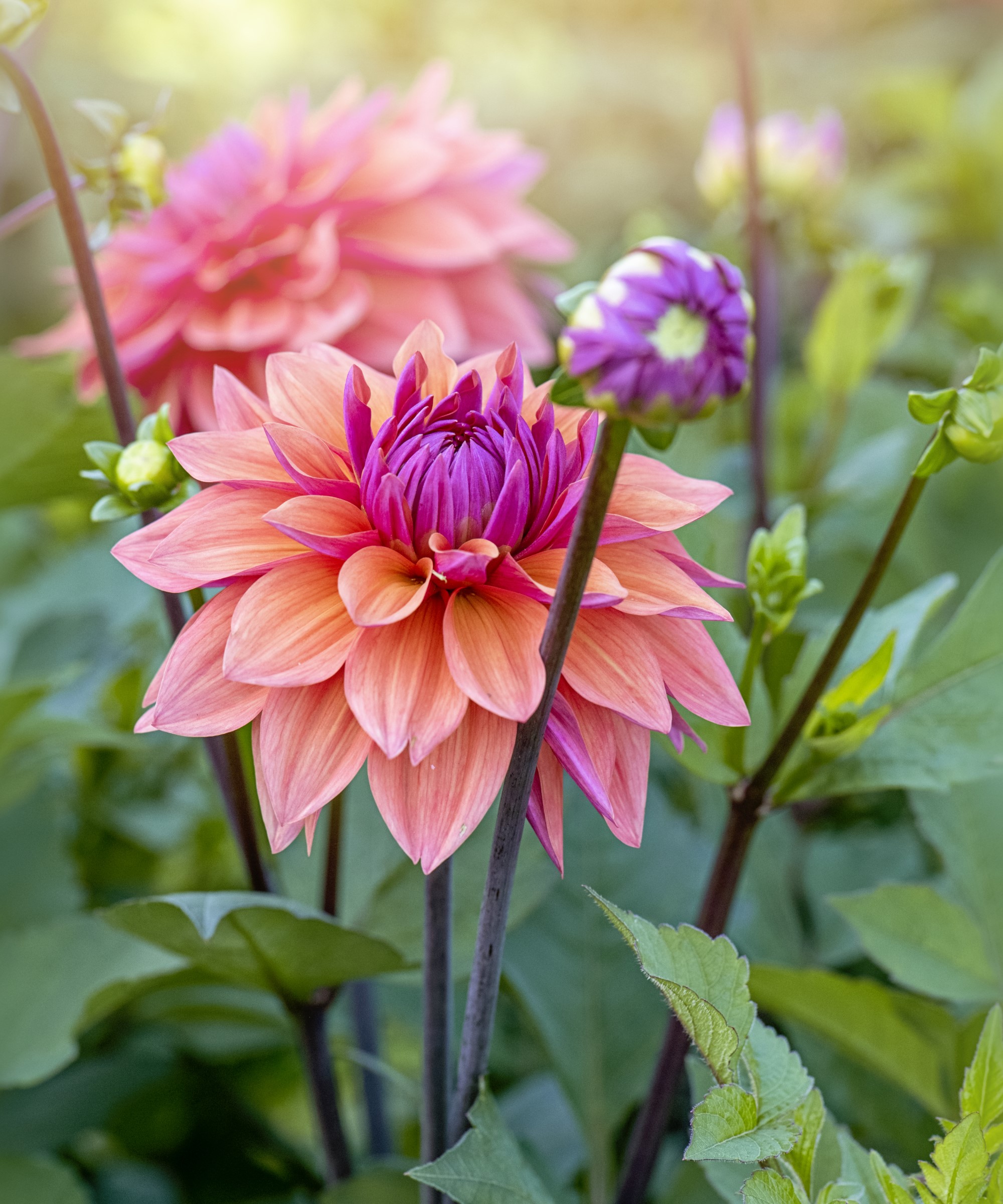 Dahlia blomst og knopp