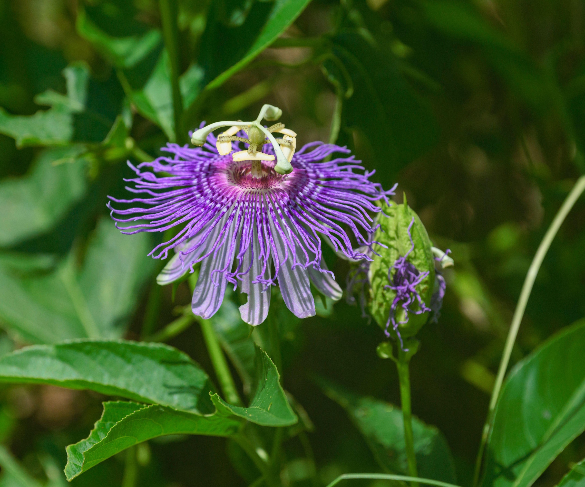 Pasjonsblomst, Passiflora incarnata, i en grønn hage