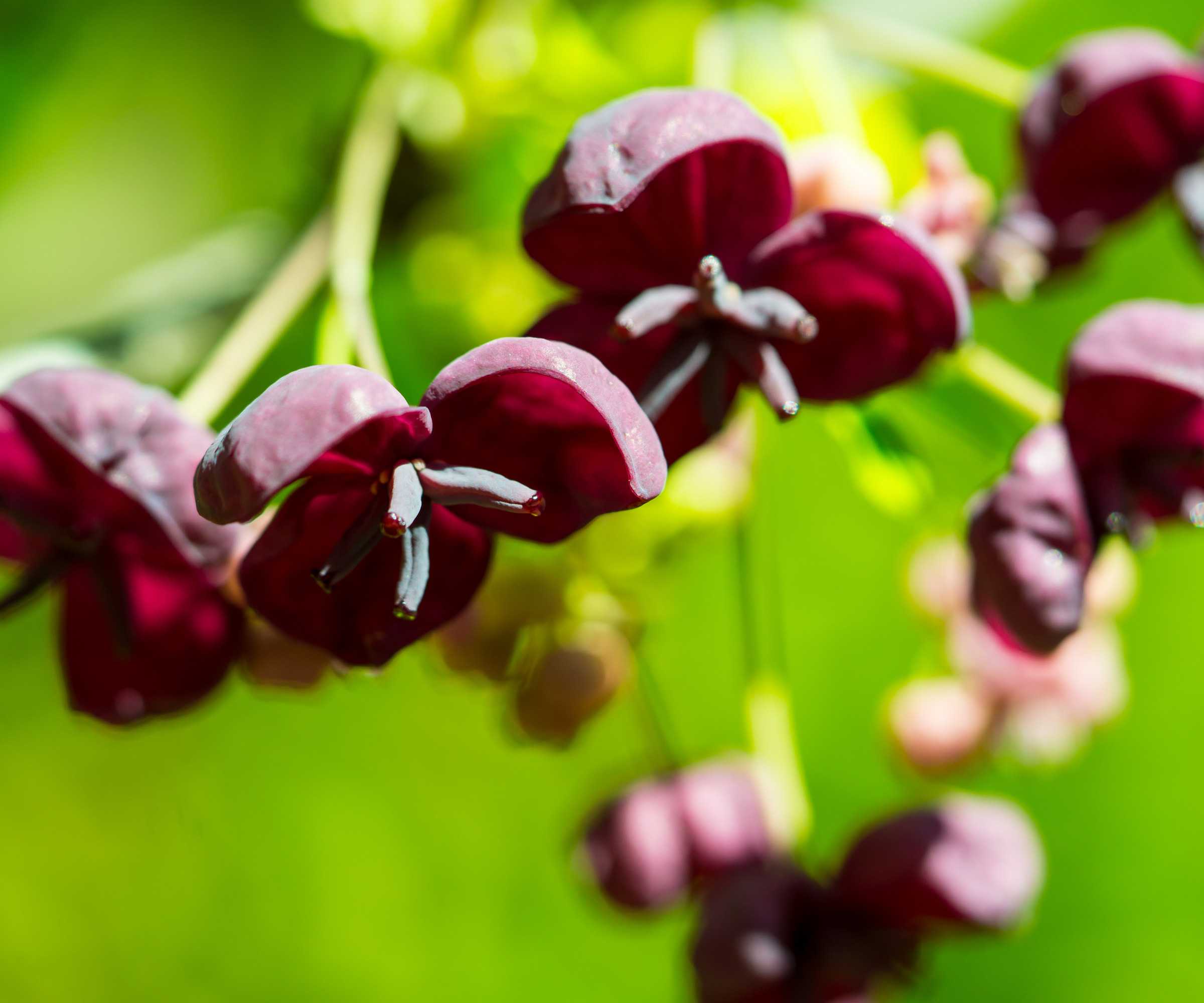 nærbilde av en sjokoladeranke (Akebia quinata)