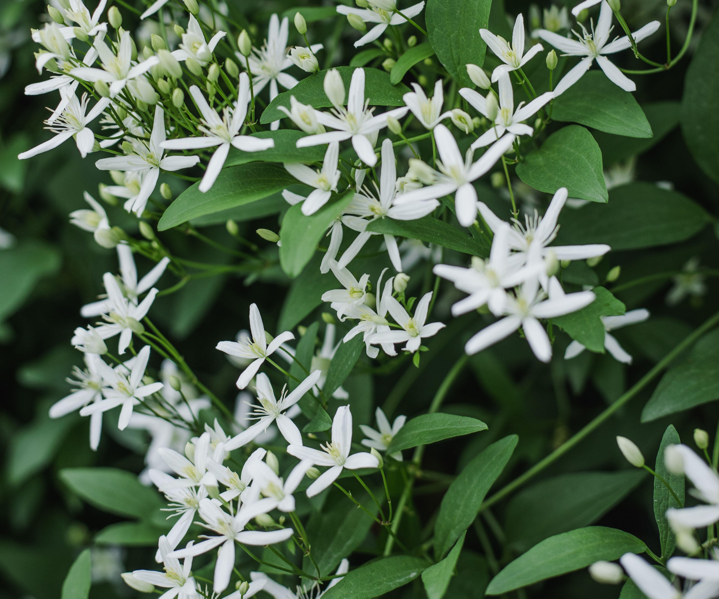 Søt høstklematis, Clematis terniflora, med hvite blomster i en hage