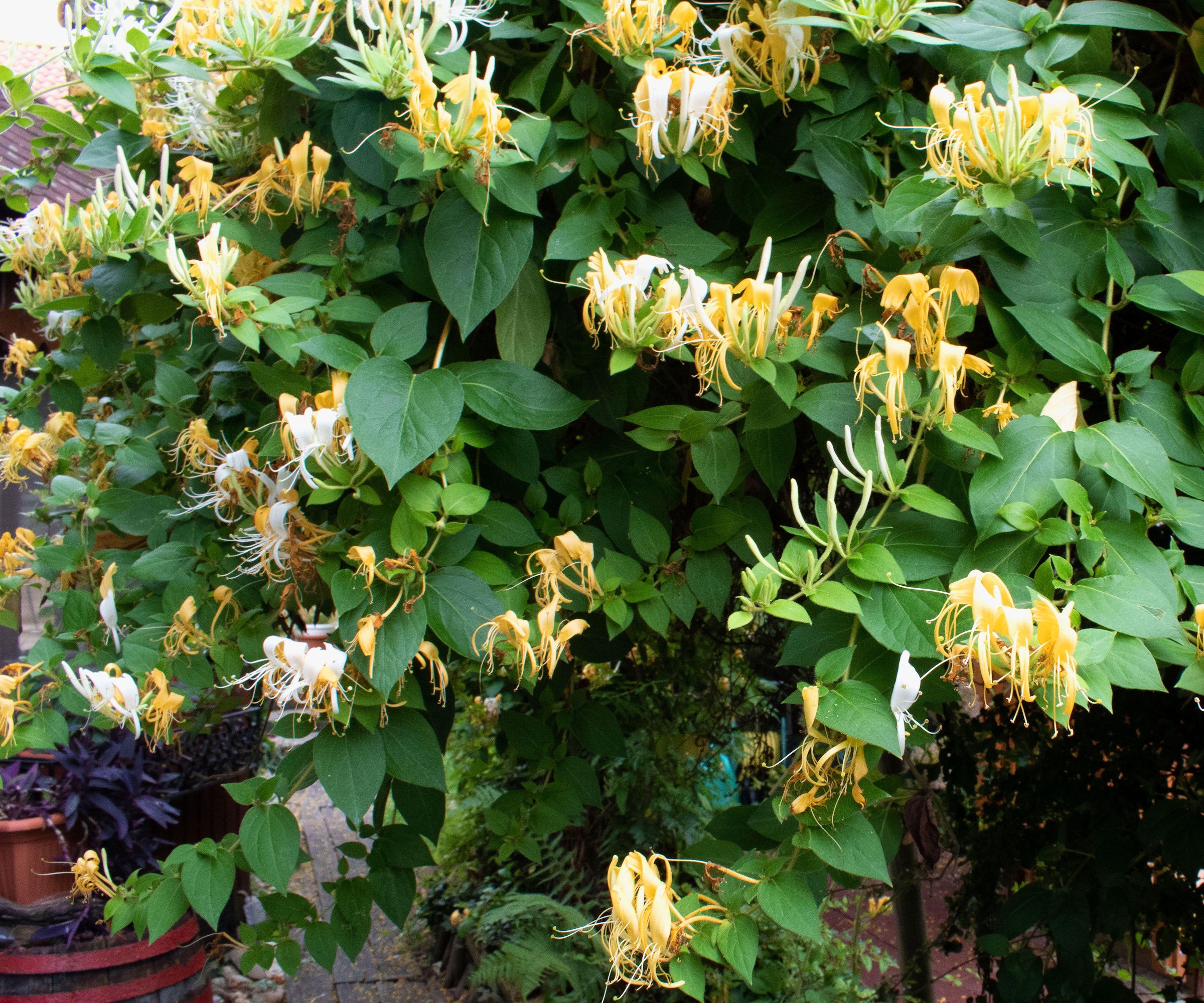 Japansk kaprifol med hvite og gule blomster i en hage