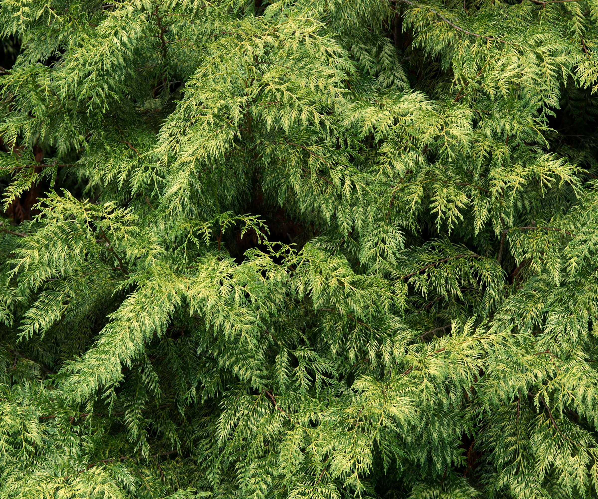 Thuja plicata 'Zebrina'