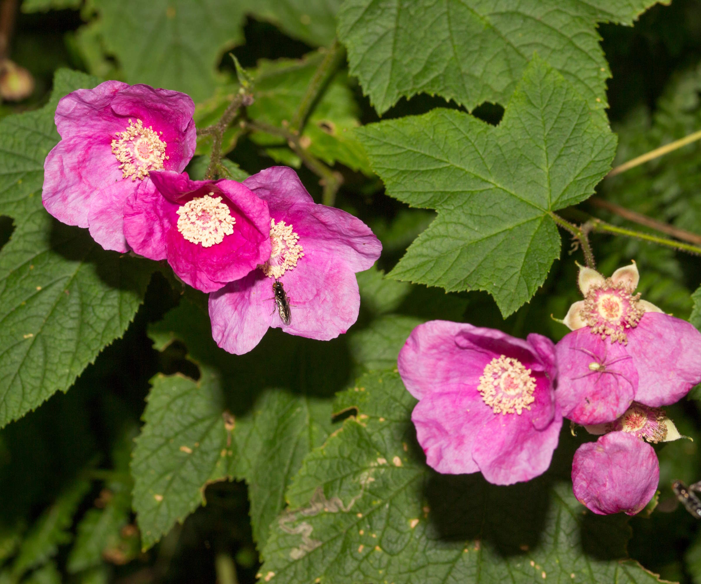 Rosa blomster av et blomstrende bringebær