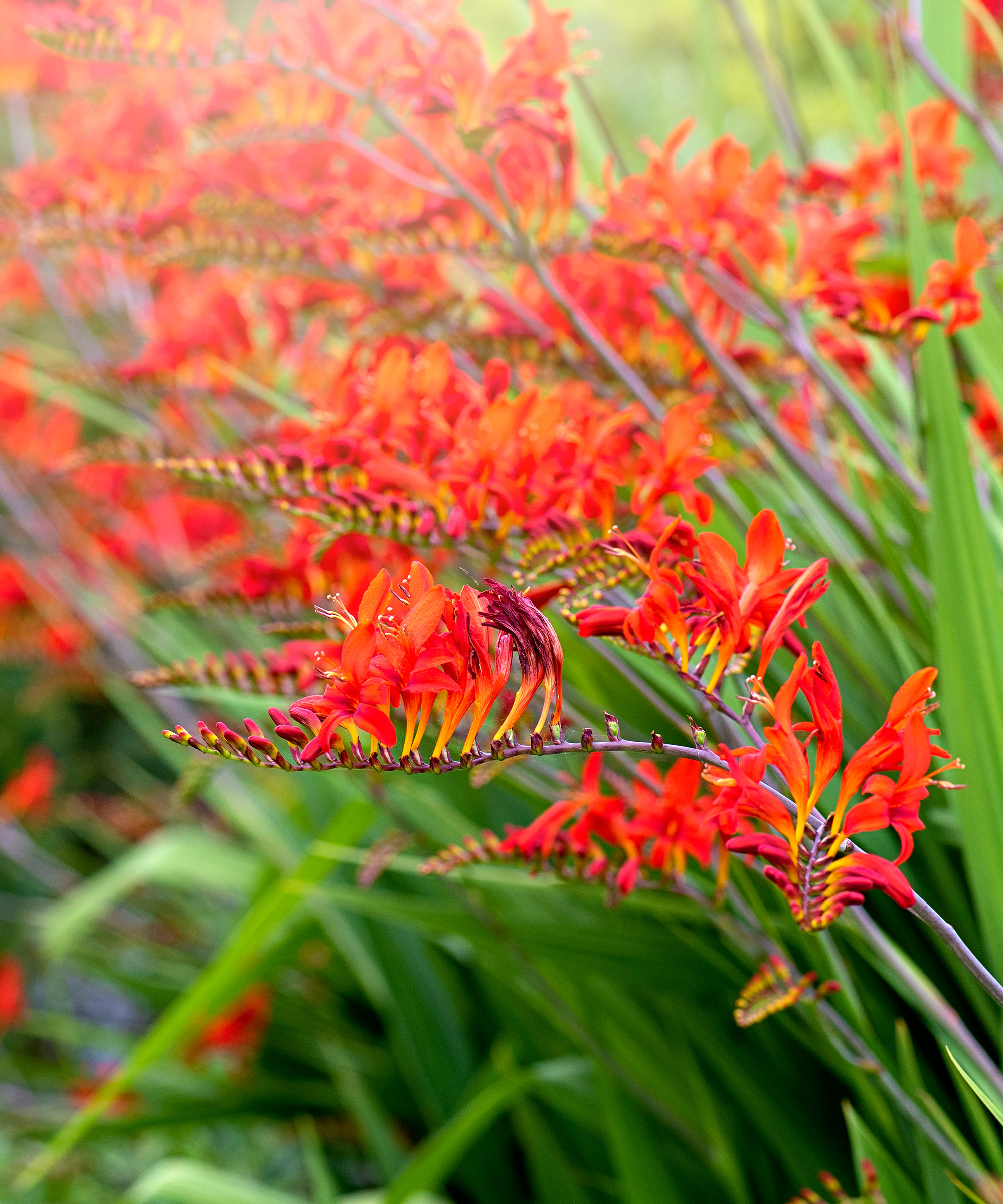 Crocosmia x crocosmiiflora 'Fire King', også kjent som Montbretia