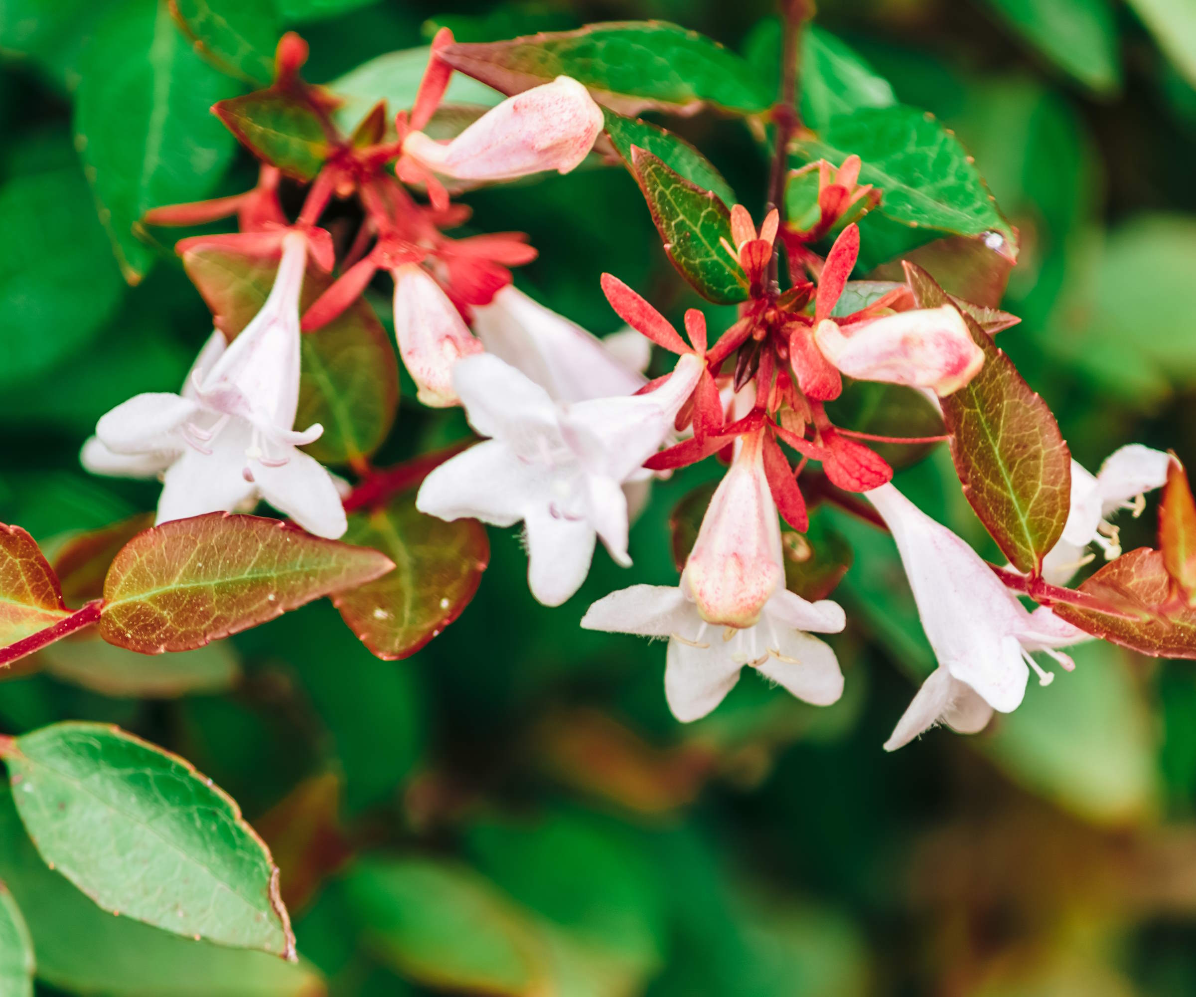 Blomster på Abelia-busken