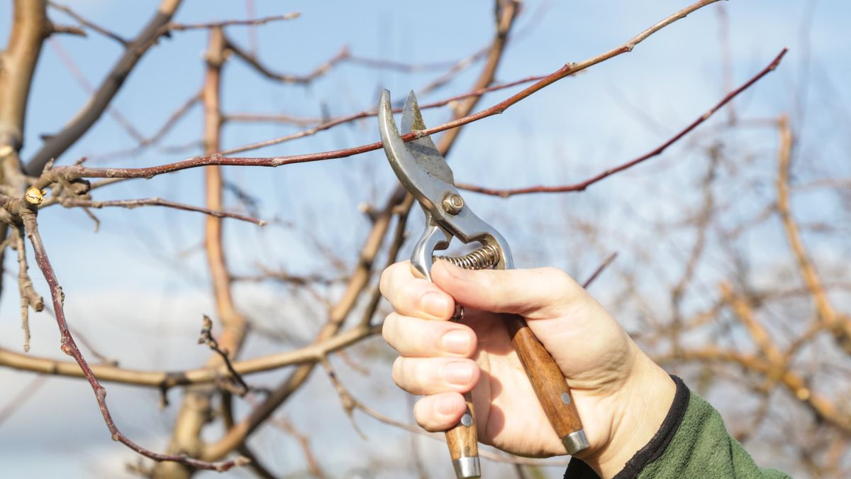 8 planter å beskjære i desember for blomstrende trær og busker neste år