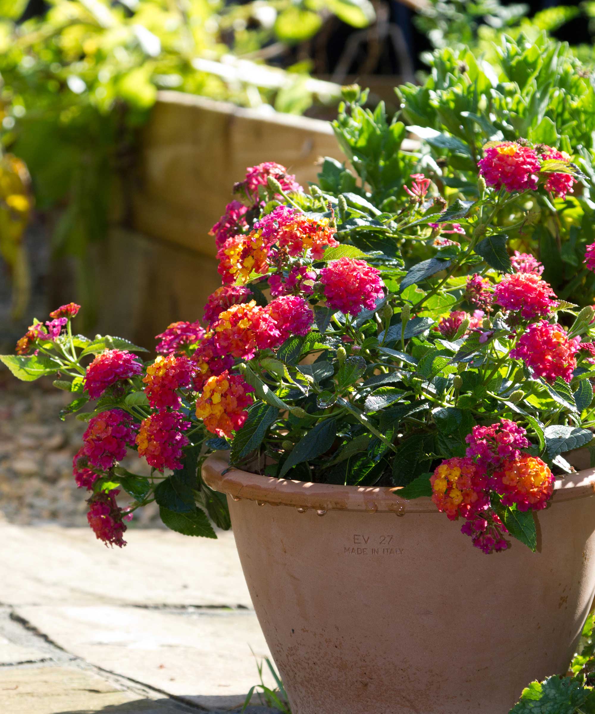 Lantana blomster i potte
