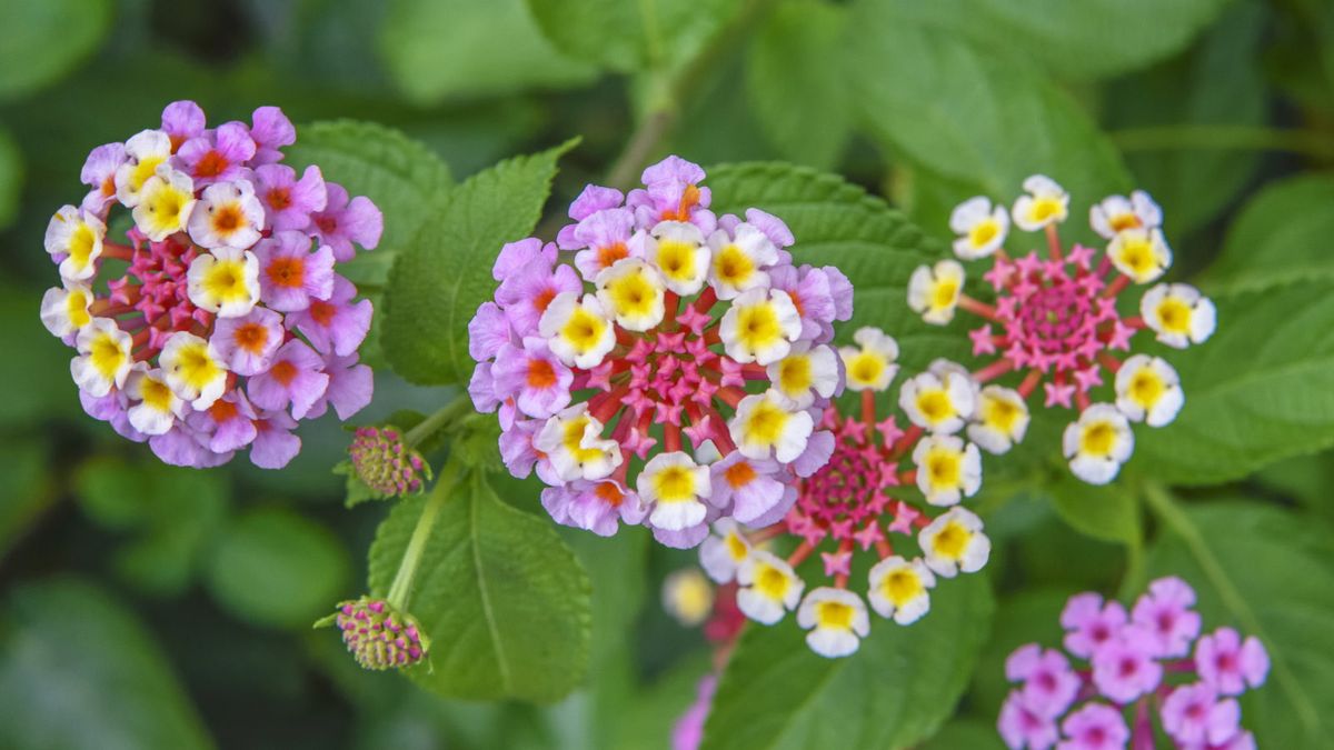 Trenger du å beskjære lantana? Hvorfor trimming vil resultere i frodige oppblomstringer