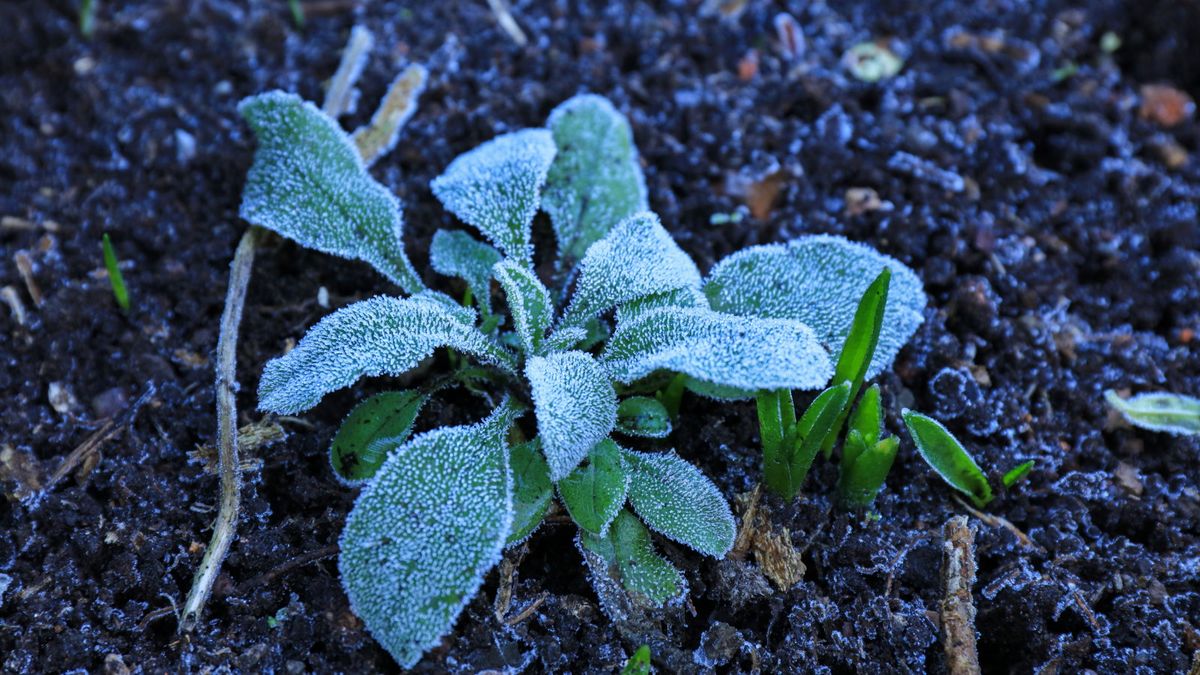 Når du skal dekke planter for frost - eksperter avslører temperaturene som utløser handling