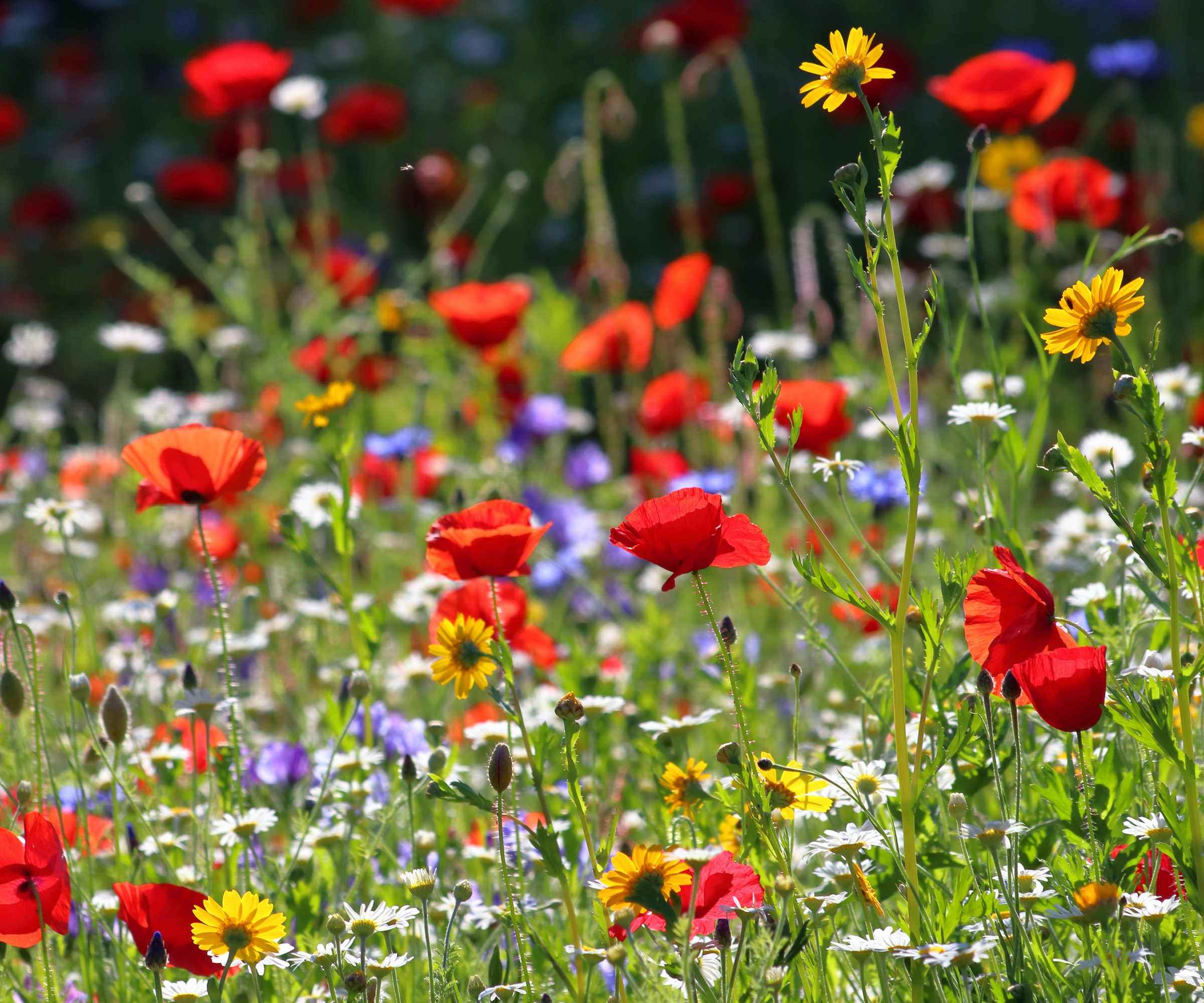 Blomstereng, valmuer