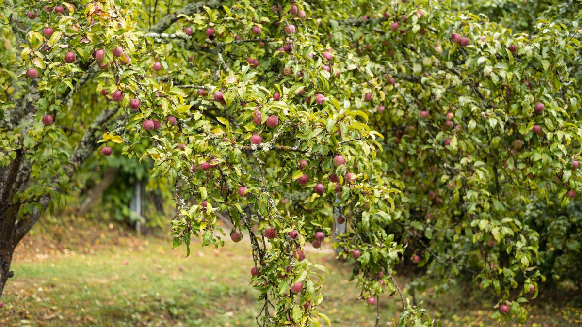 Hvordan beskytte frukttrær mot frost – og unngå å miste avlingen på grunn av kulde