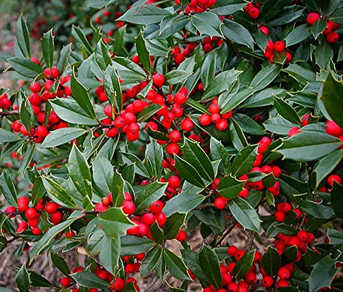 Foster nr. 2 Holly Tree (selvbestøvende) - Eviggrønne m/lyse røde bær - Levende plante sendes 1 til 2 fot høy (ingen California)