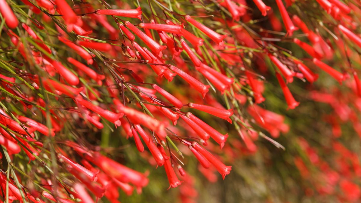 Når og hvordan beskjære en fyrverkeriplante for kompakte, sunne busker med frodige blomster