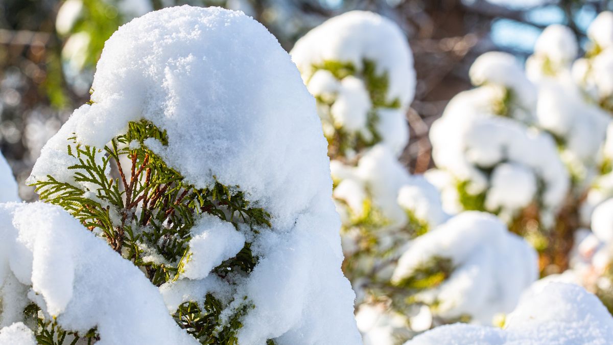 Bør du fjerne snø fra planter? Vår guide har alle vinterhagerådene du trenger å vite