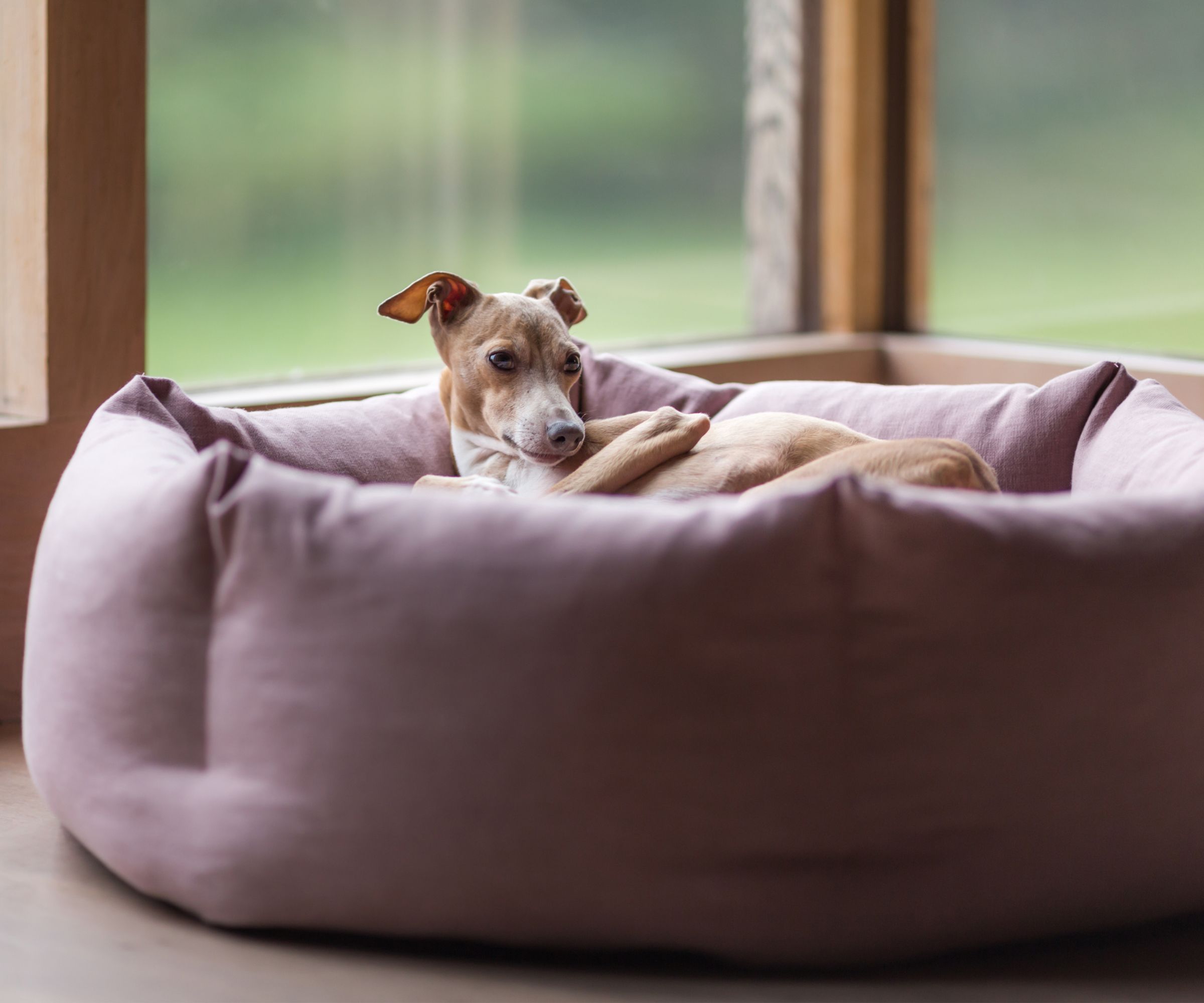 En liten whippet i en stor, polstret rosa hundeseng