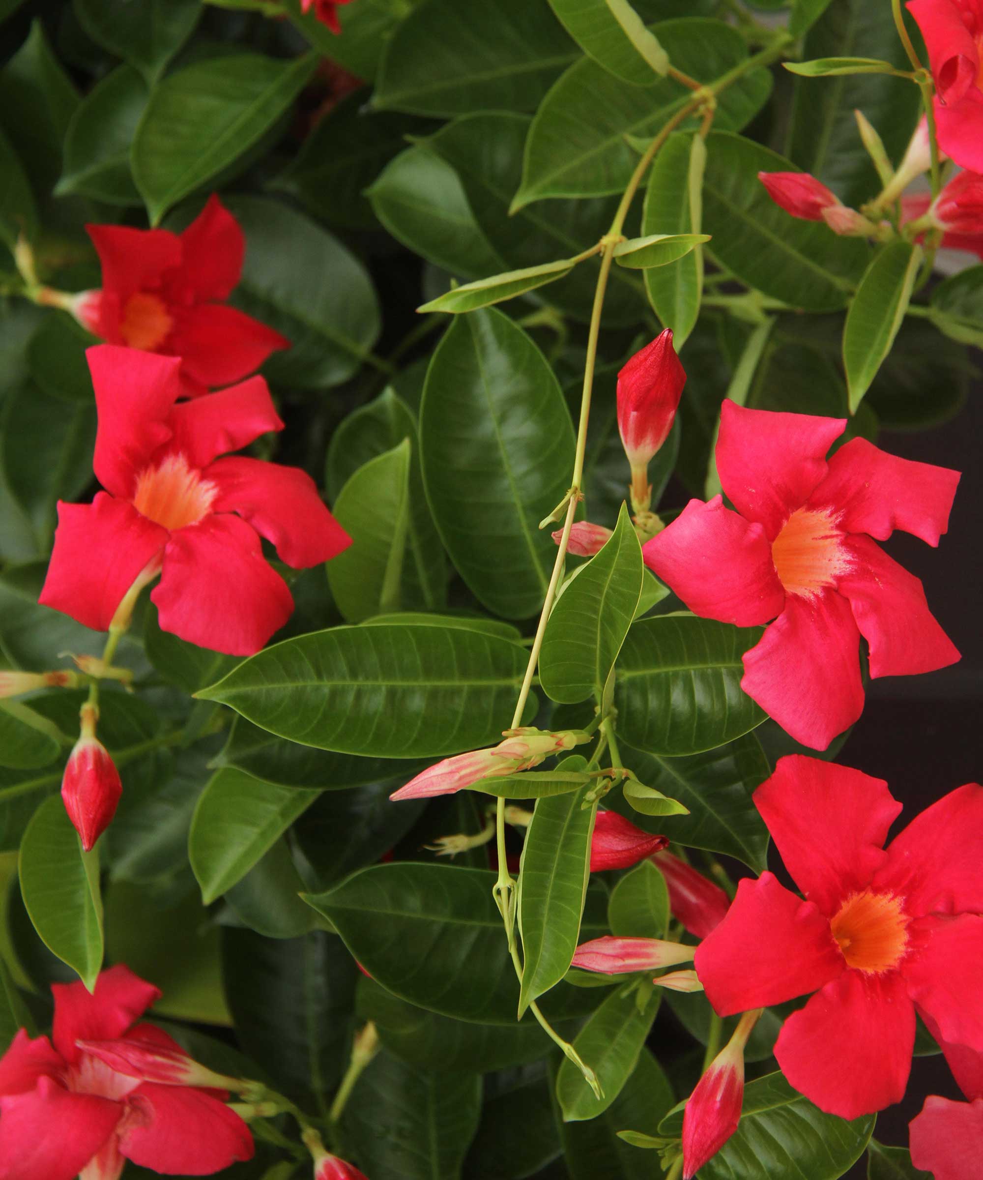 Røde Mandevilla -blomster