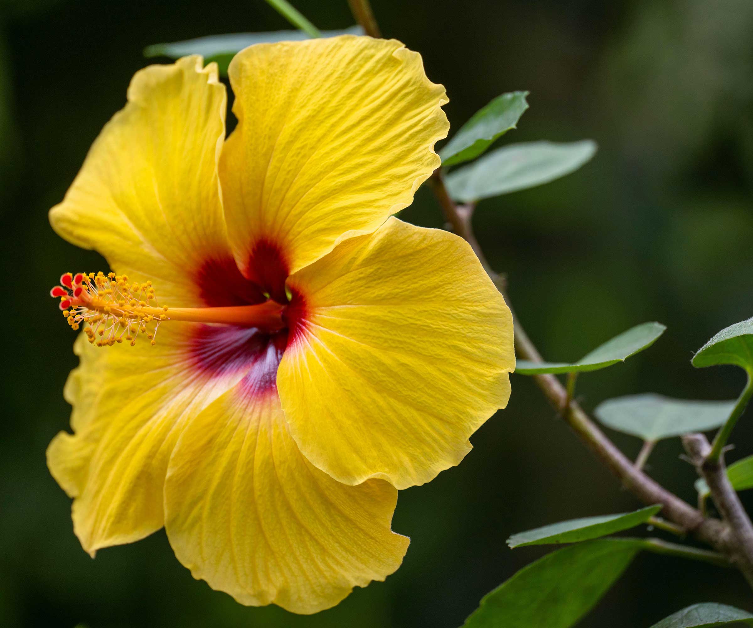 gul kinesisk hibiskusblomst