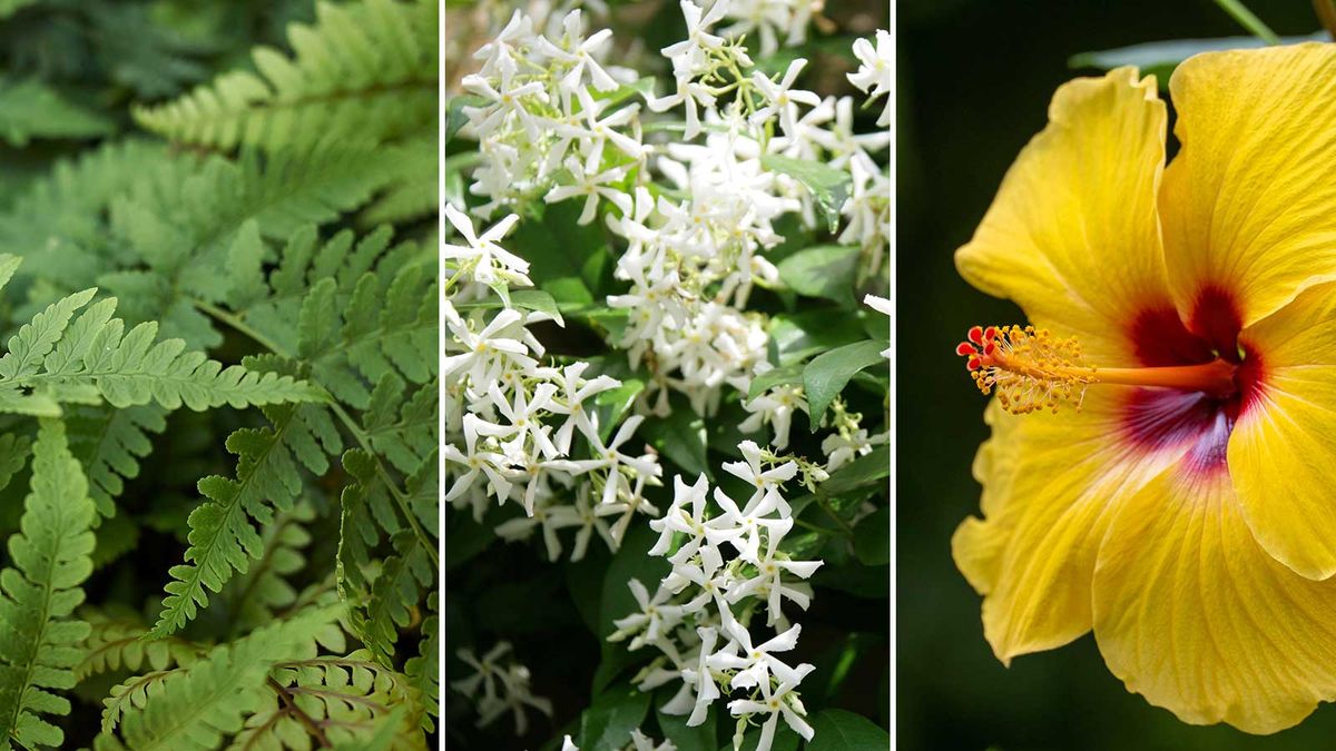 Planter til Feng Shui en uteplass – 5 valg for å skape et beroligende friluftsrom