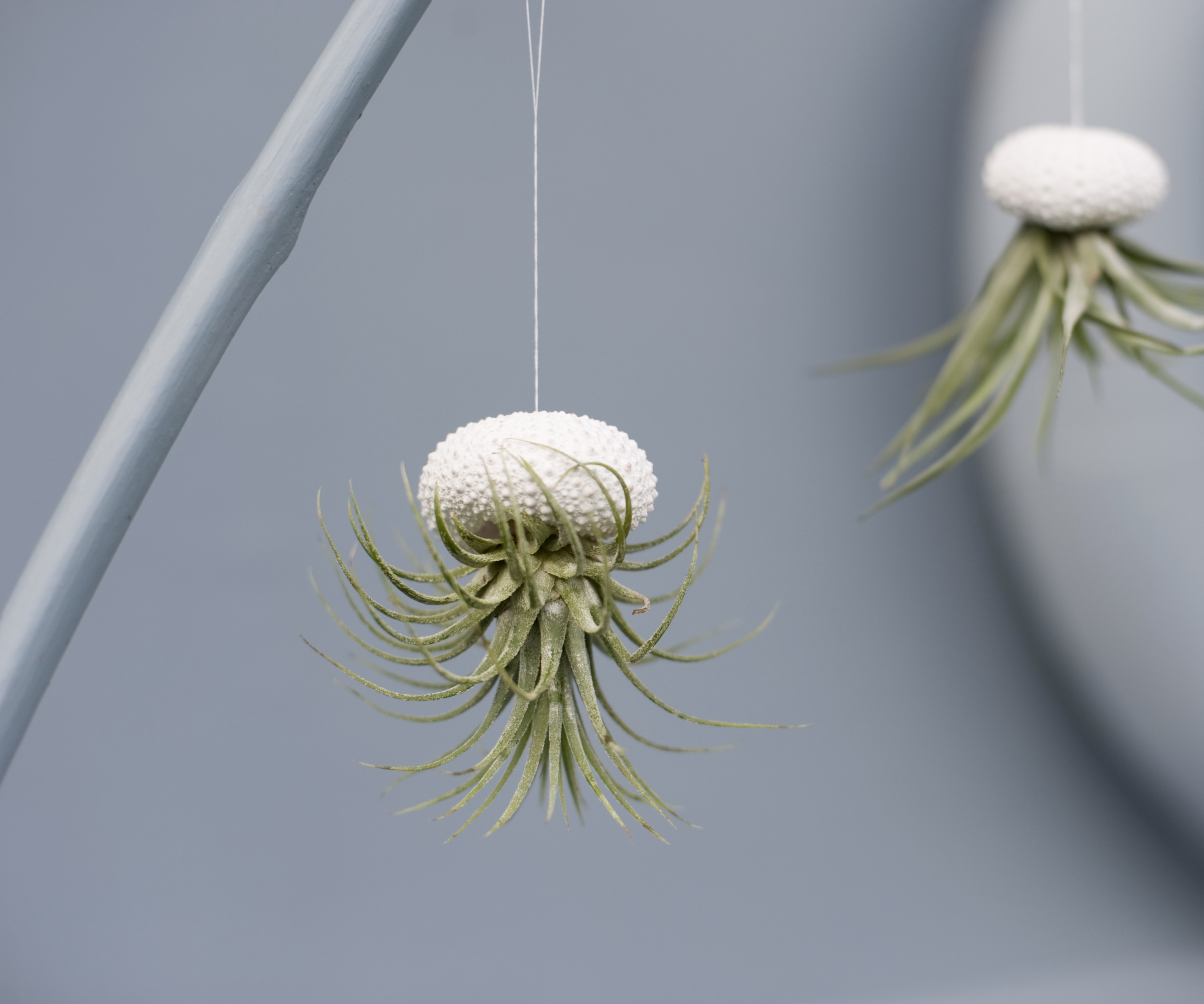 Luftplante suspendert fra hvitt skall