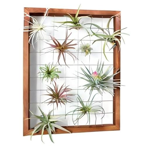 Mkono Air Plant Ramme Hengende Airplant Holder Tillandsia Display Hanger Trehylle Veggdekor for stueplanter, sukkulenter, julegaver til planteelskere, 16