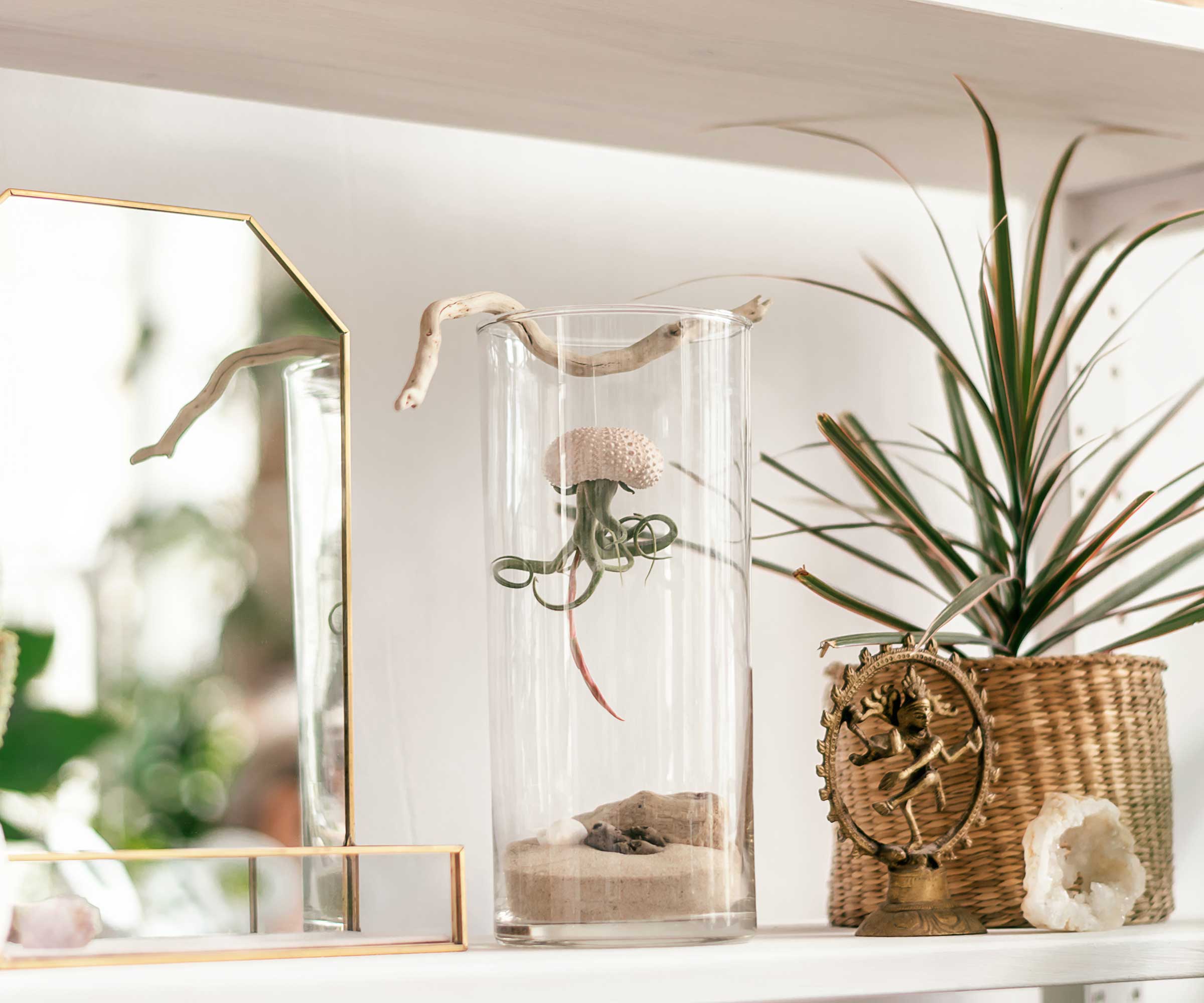 luftplante hengende i en glassvase på en hylle ved et speil