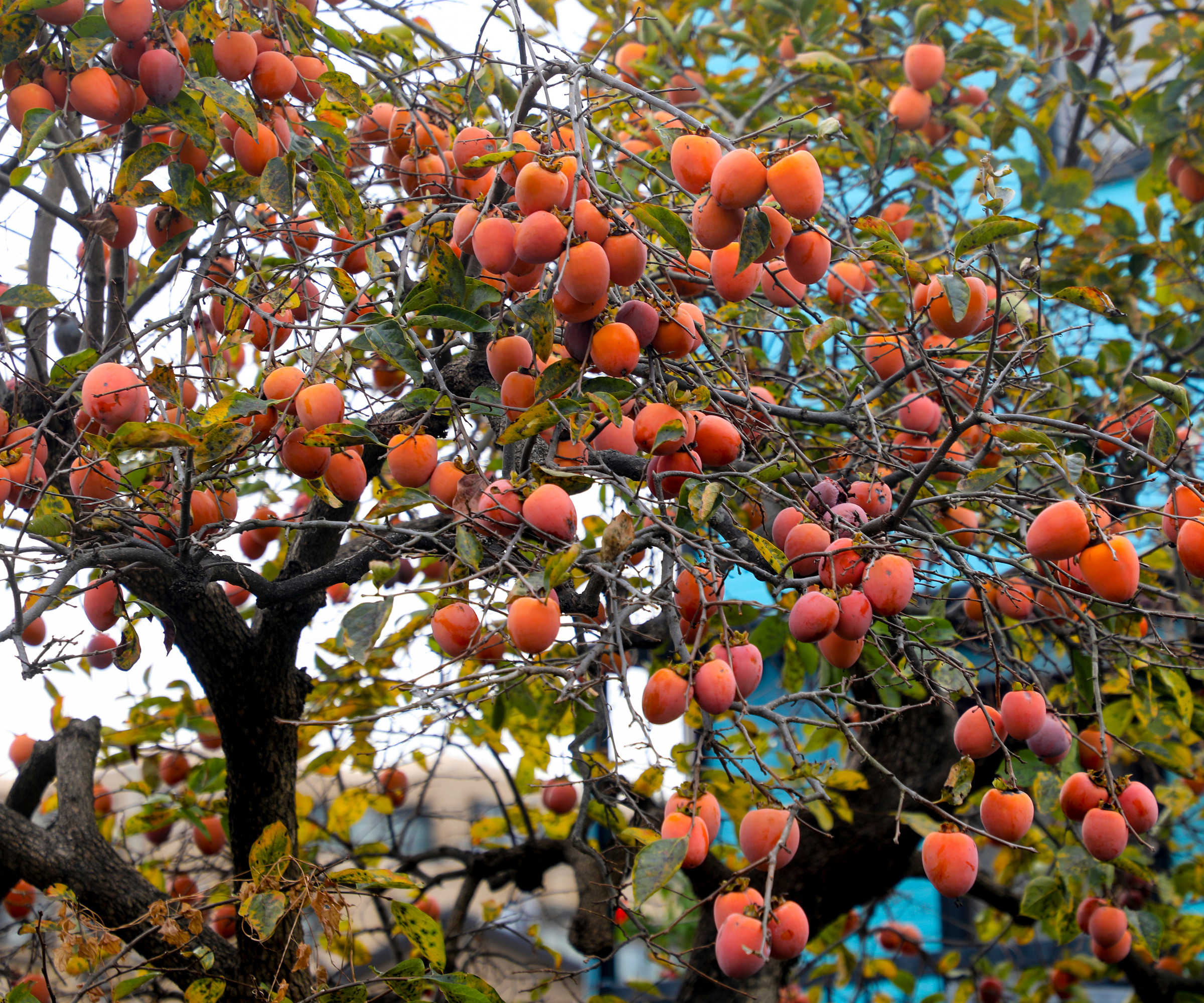 nærbilde av et persimmon-tre