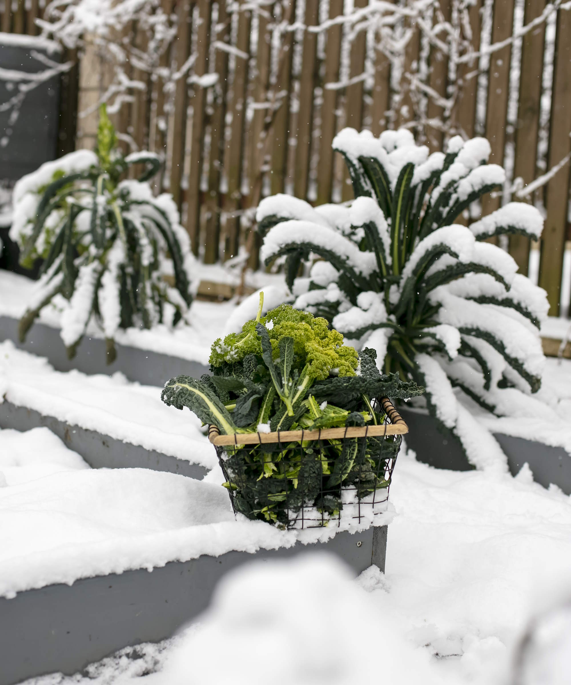 Cavolo nero grønnkål som vokser i en snødekt grønnsakshage