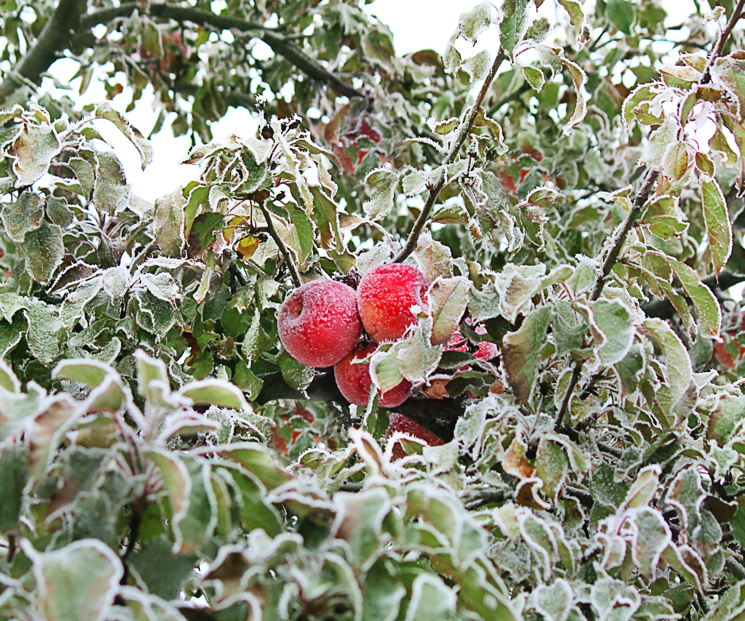Et epletre om vinteren dekket av frost