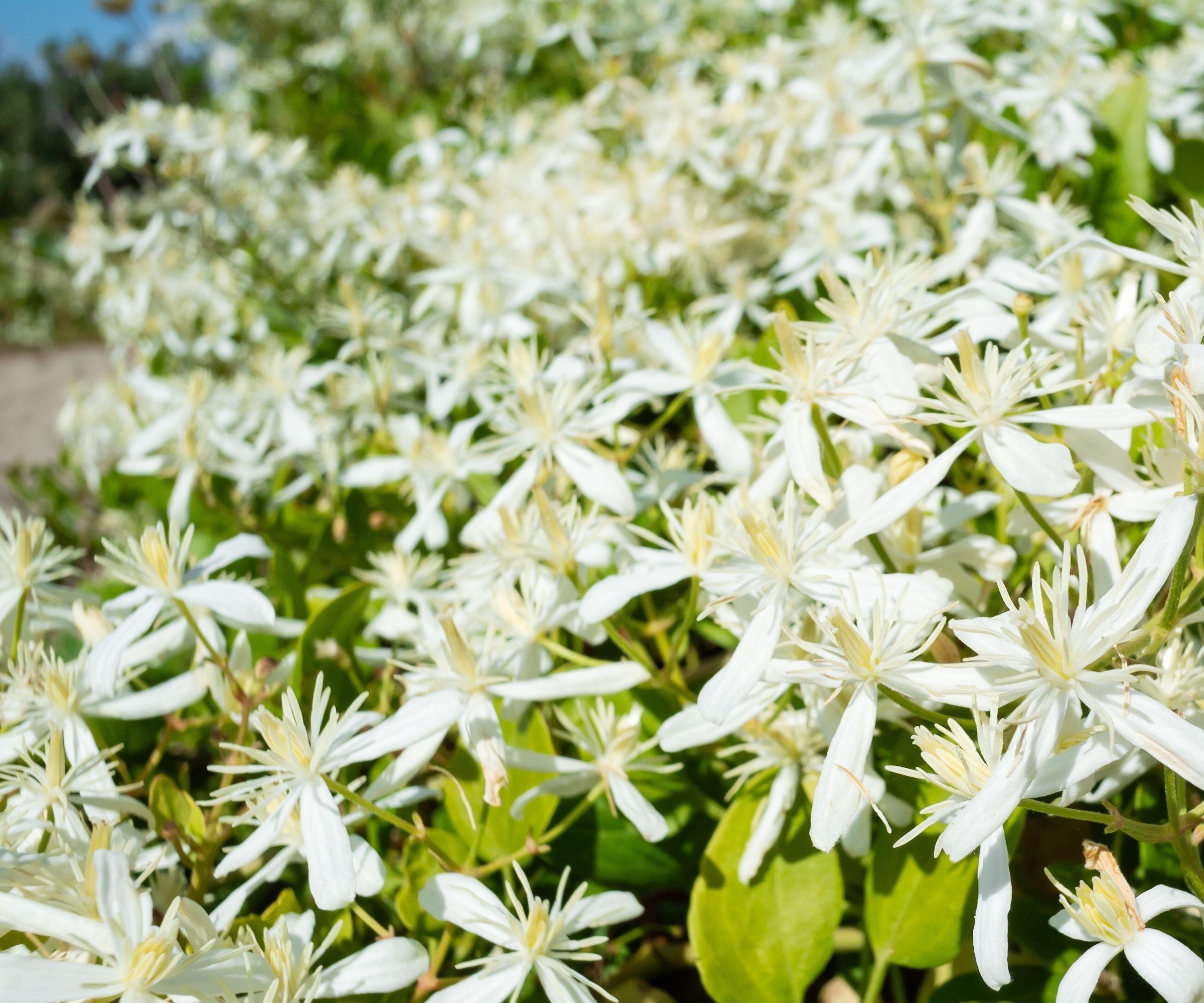 Søt høstklematis, Clematis ternifolia, om sommeren, med hvite blomster