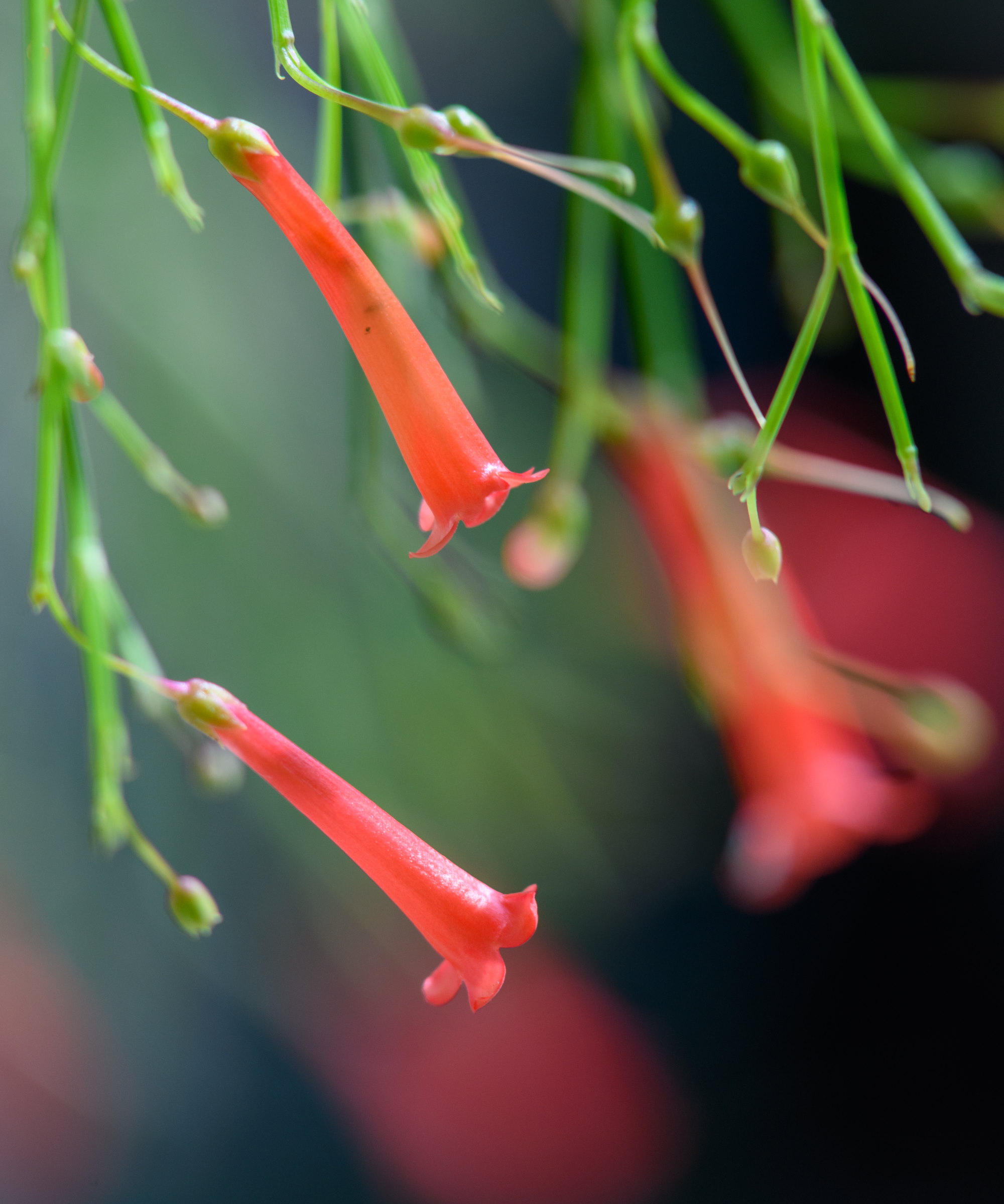 Røde blomster av fyrverkerplanten på nært hold