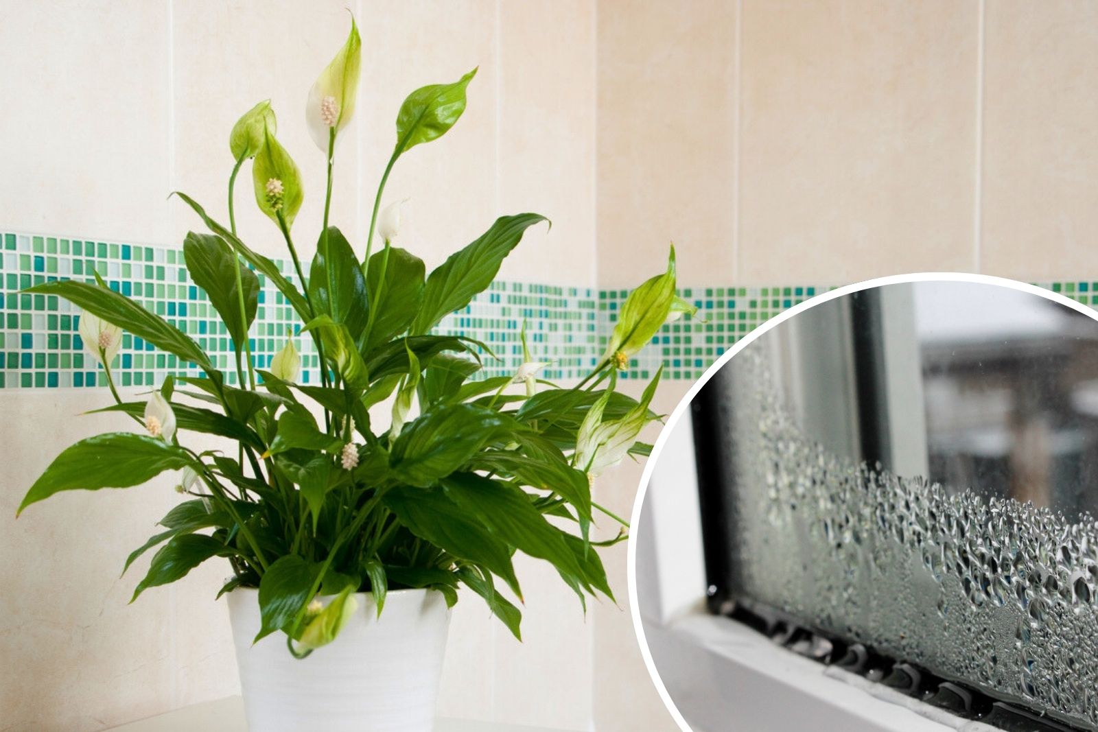 Her er mirakelplanten mot fuktproblemene dine