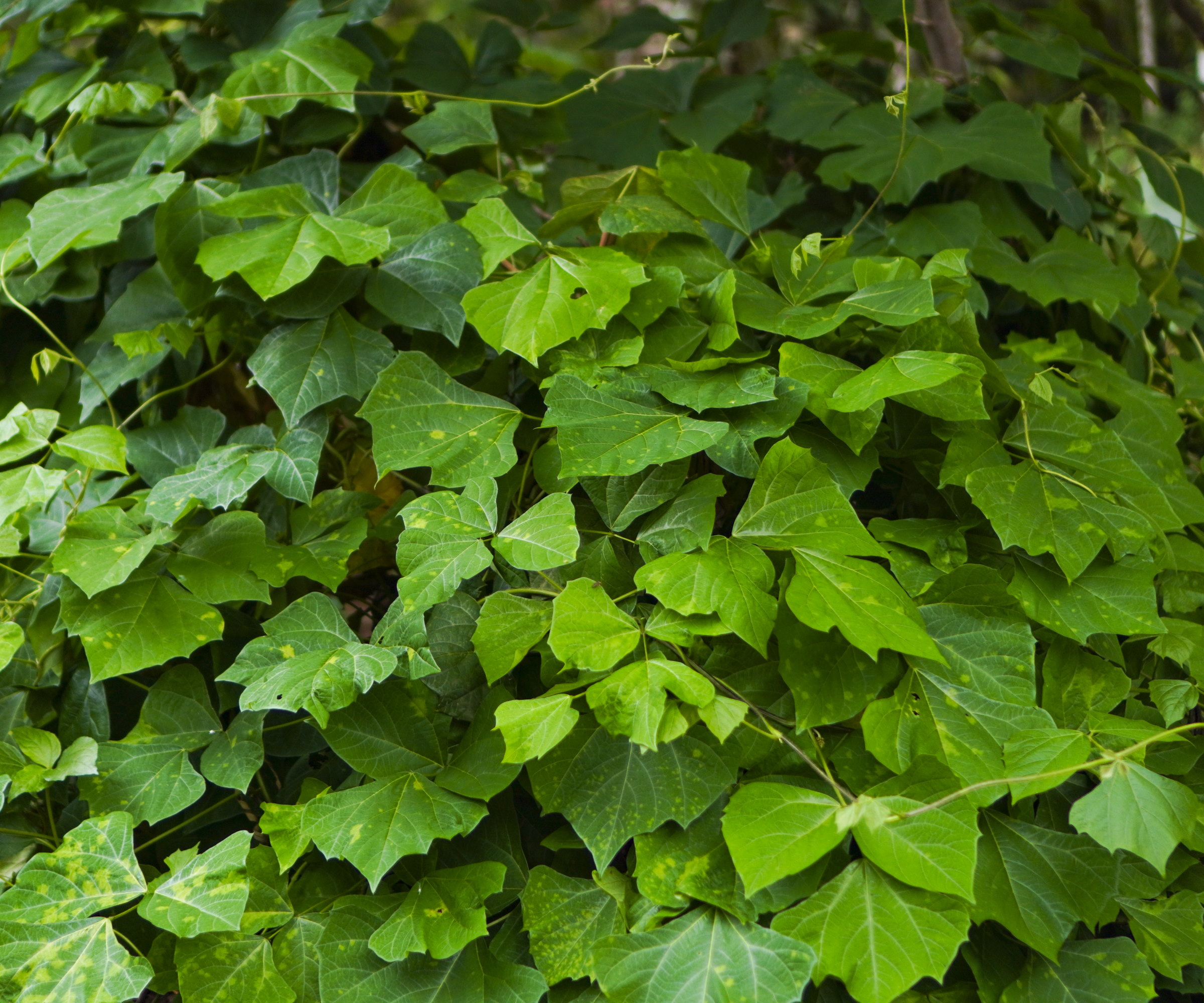 En jicama-plante som vokser med grønne blader og stengler