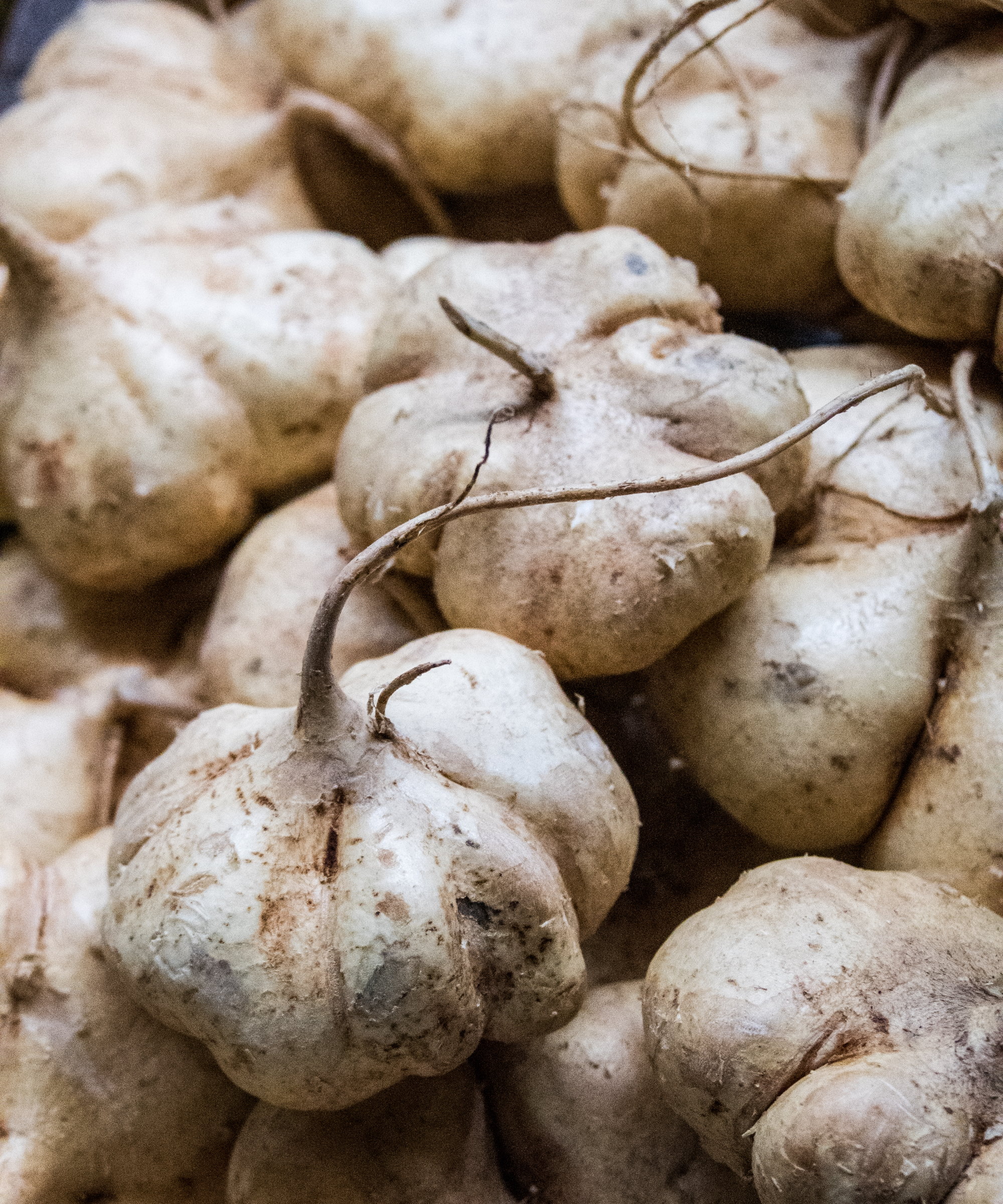 Jicama knoller på nært hold