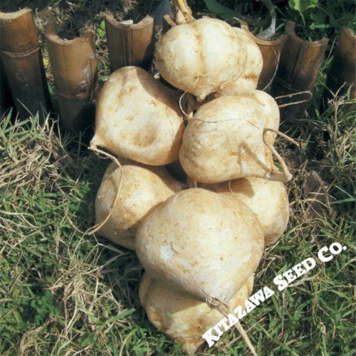 Jicama frø - Thai