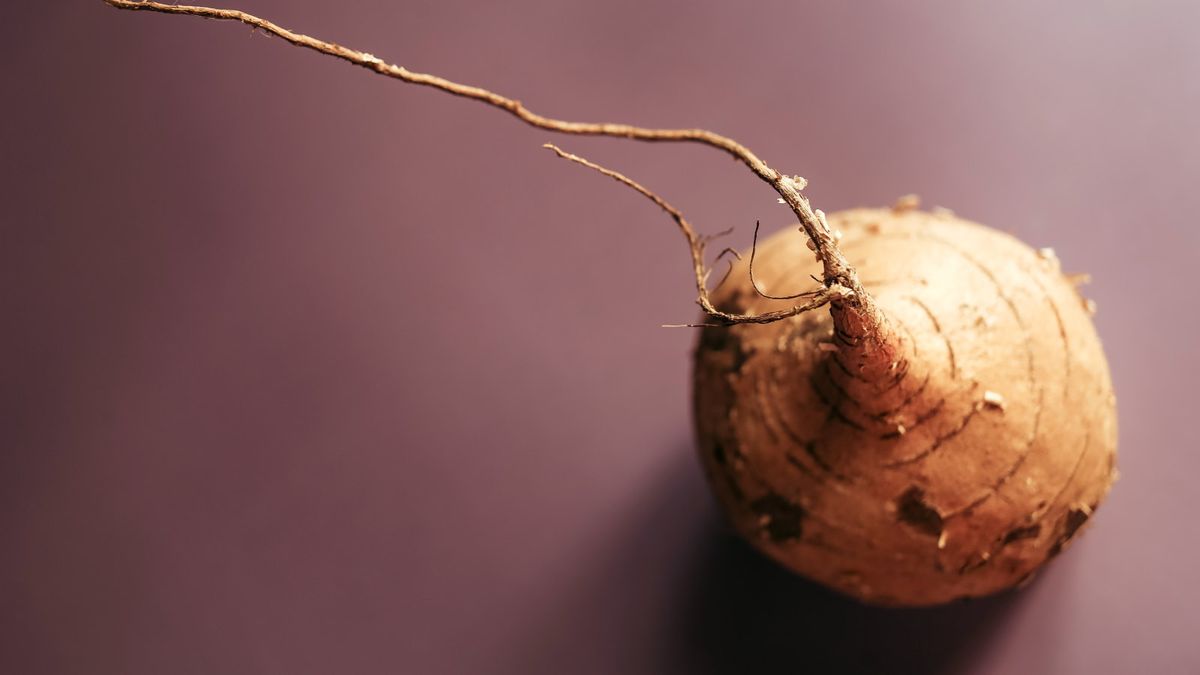 Hvordan dyrke jicama – hvorfor du bør vurdere denne lettdyrkede, kalorifattige og smakfulle rotgrønnsaken