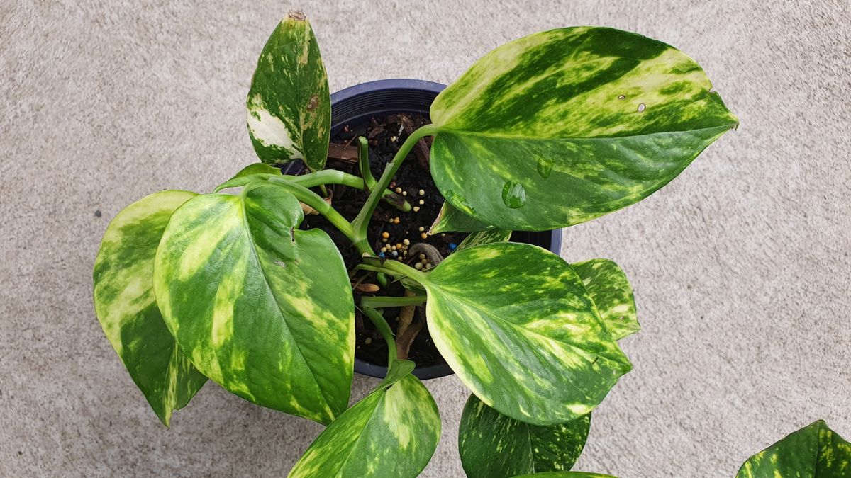 Hvordan lage din egen pothos potteblanding – en DIY-løsning for å holde denne etterfølgende potteplanten glad lenger