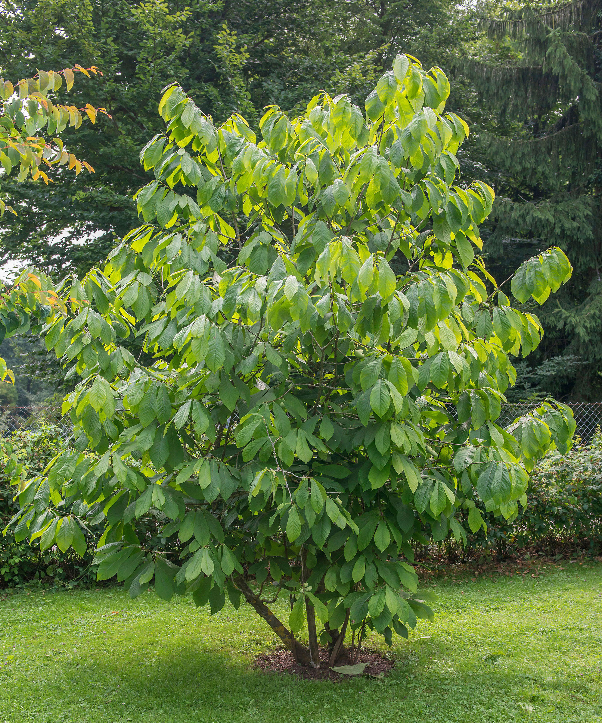 vanlig pawpaw plantet i en plen