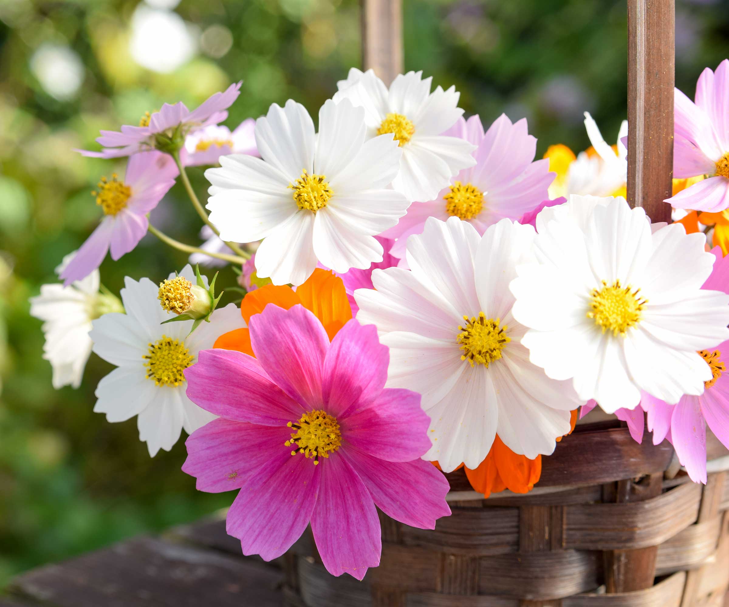 Klipp kosmos blomster i vevd kurv