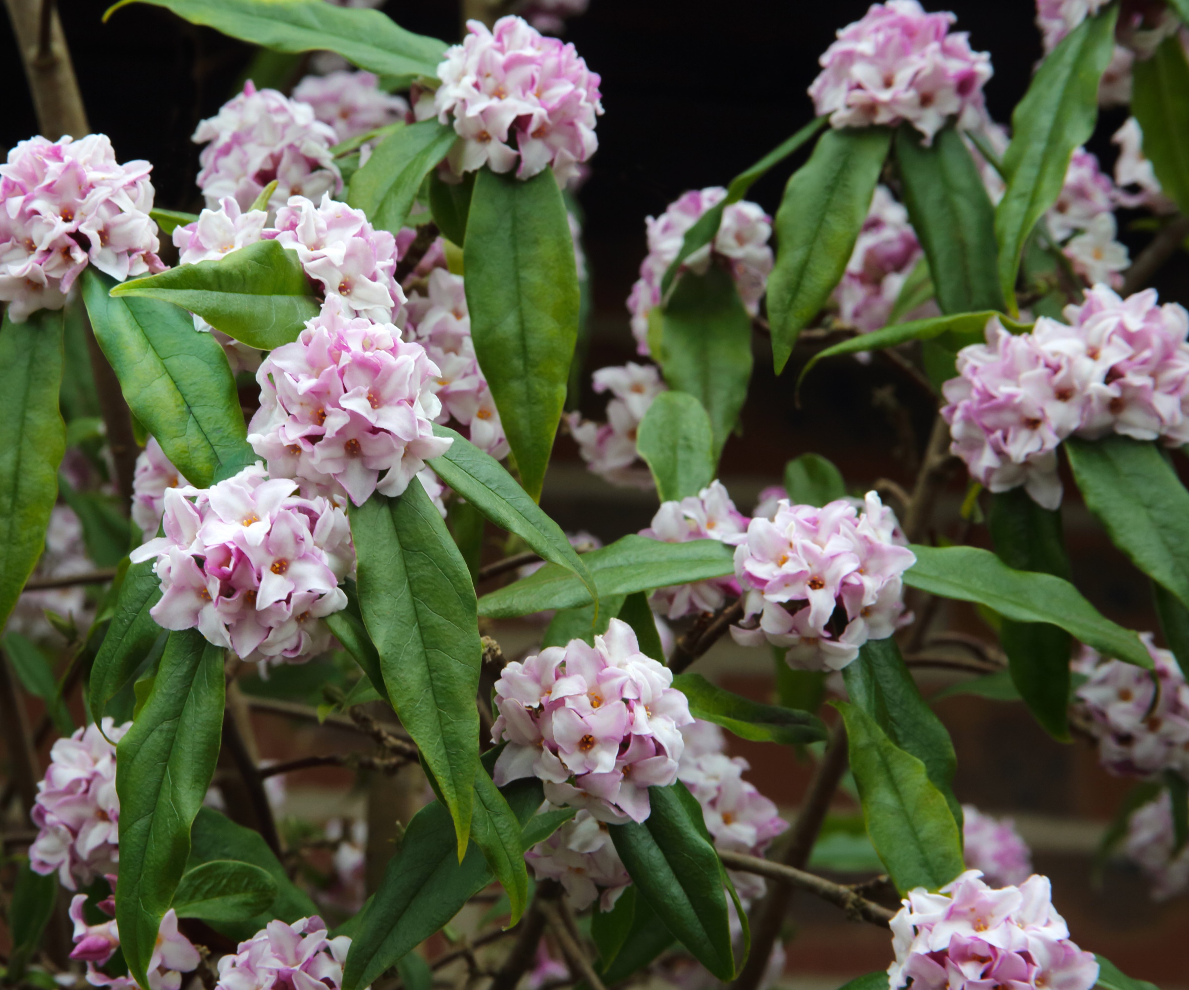 Daphne busk i blomst