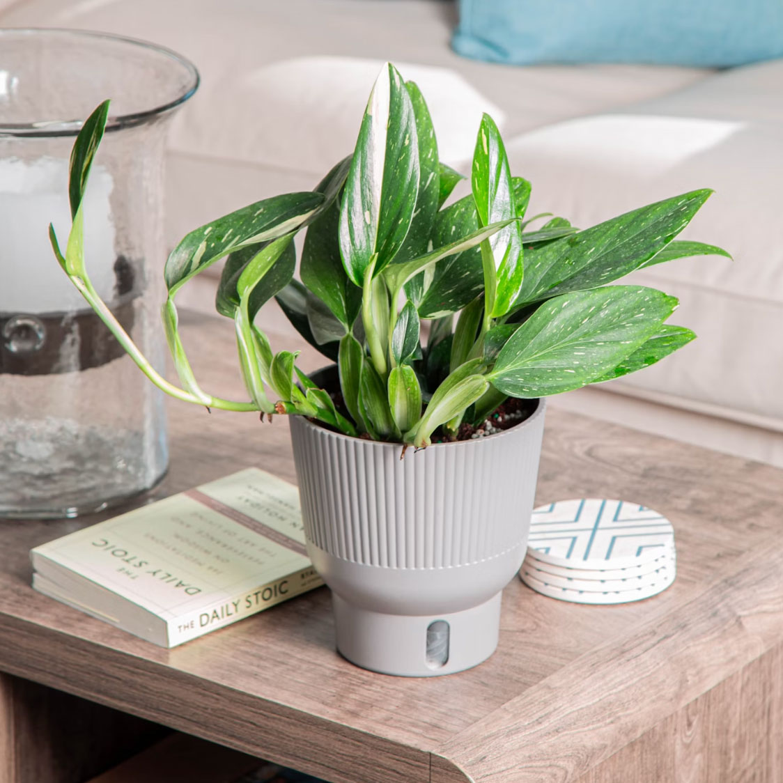 monstera cobra i selvvanningsgryte fra Costa Farms