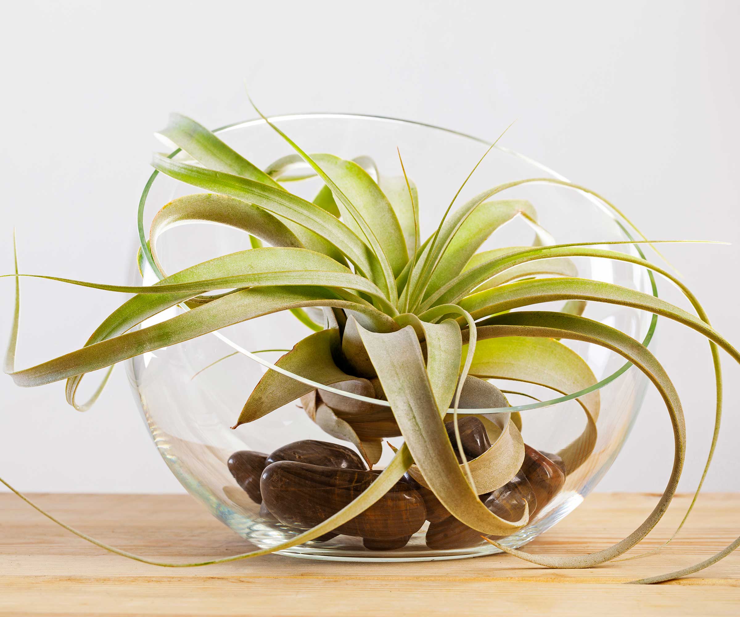 luftplante i en glassbolle