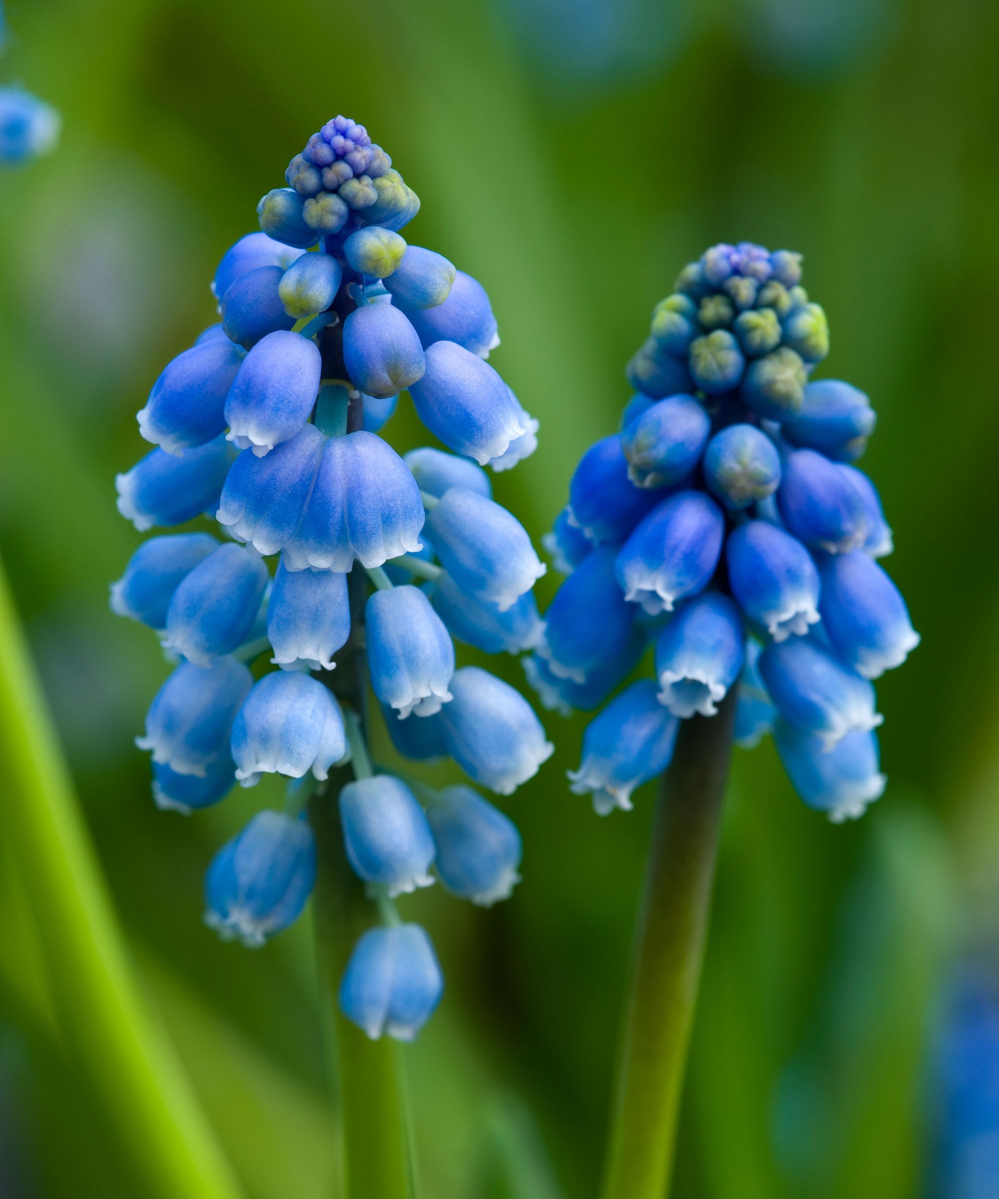 druehyasint eller muscari på nært hold