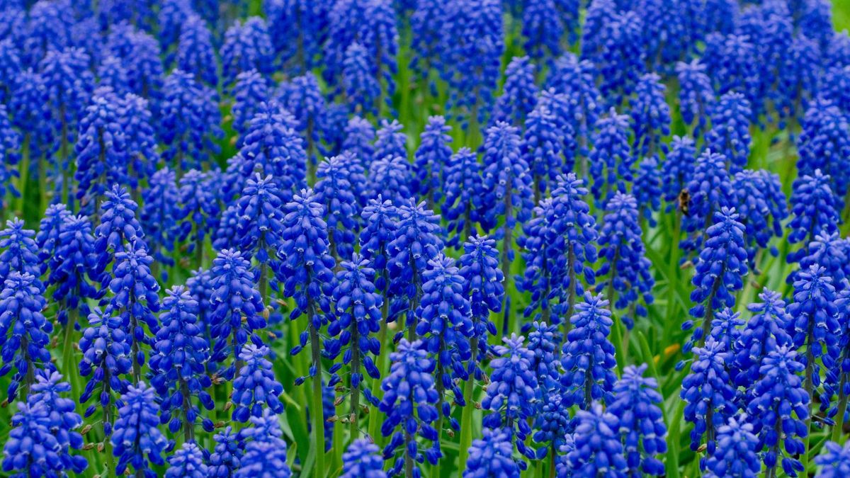 Hvordan dyrke muscari – profesjonelle tips for å dyrke disse løkene med lite vedlikehold, for uanstrengte tepper av indigo-blomster om våren