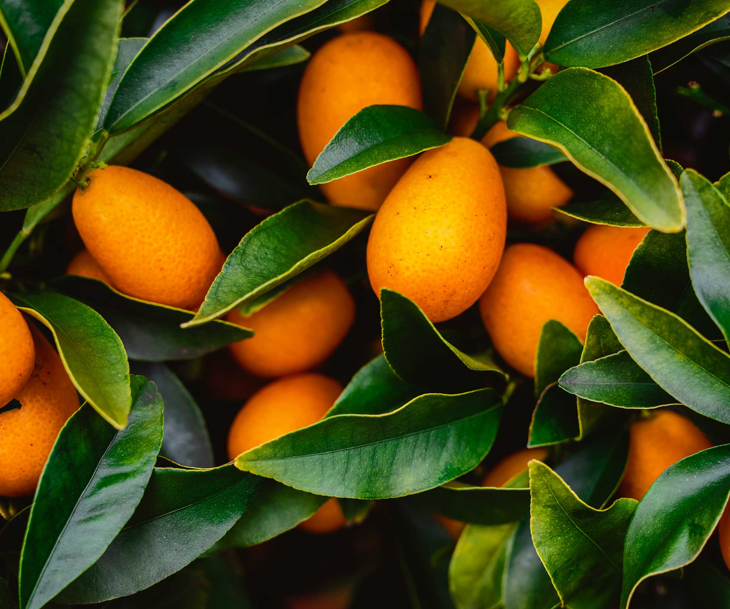 Kumquat frukt på treet