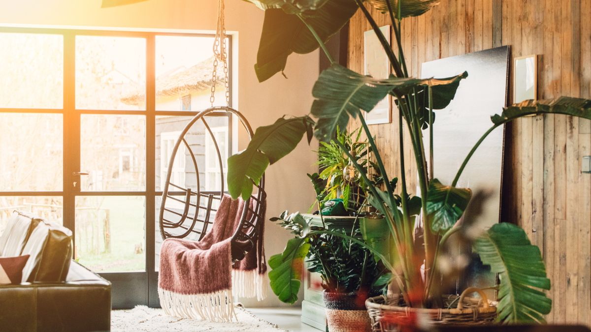 Feng Shui -eksperter advarer disse 5 husplantiske feilene til å hindre lykke i 2025 - og tips om hvordan du kan rette dem opp
