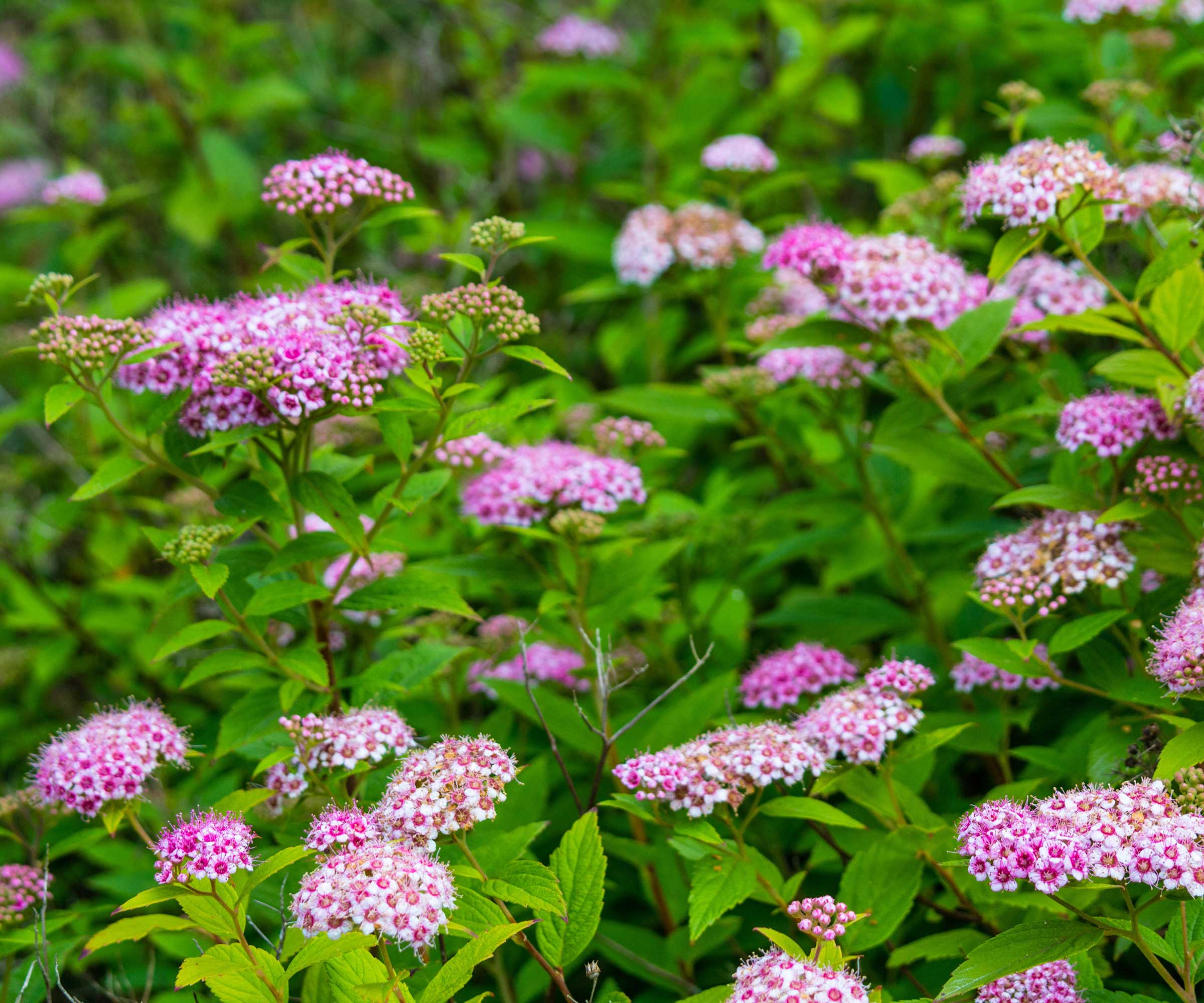 rosa spirea blomster