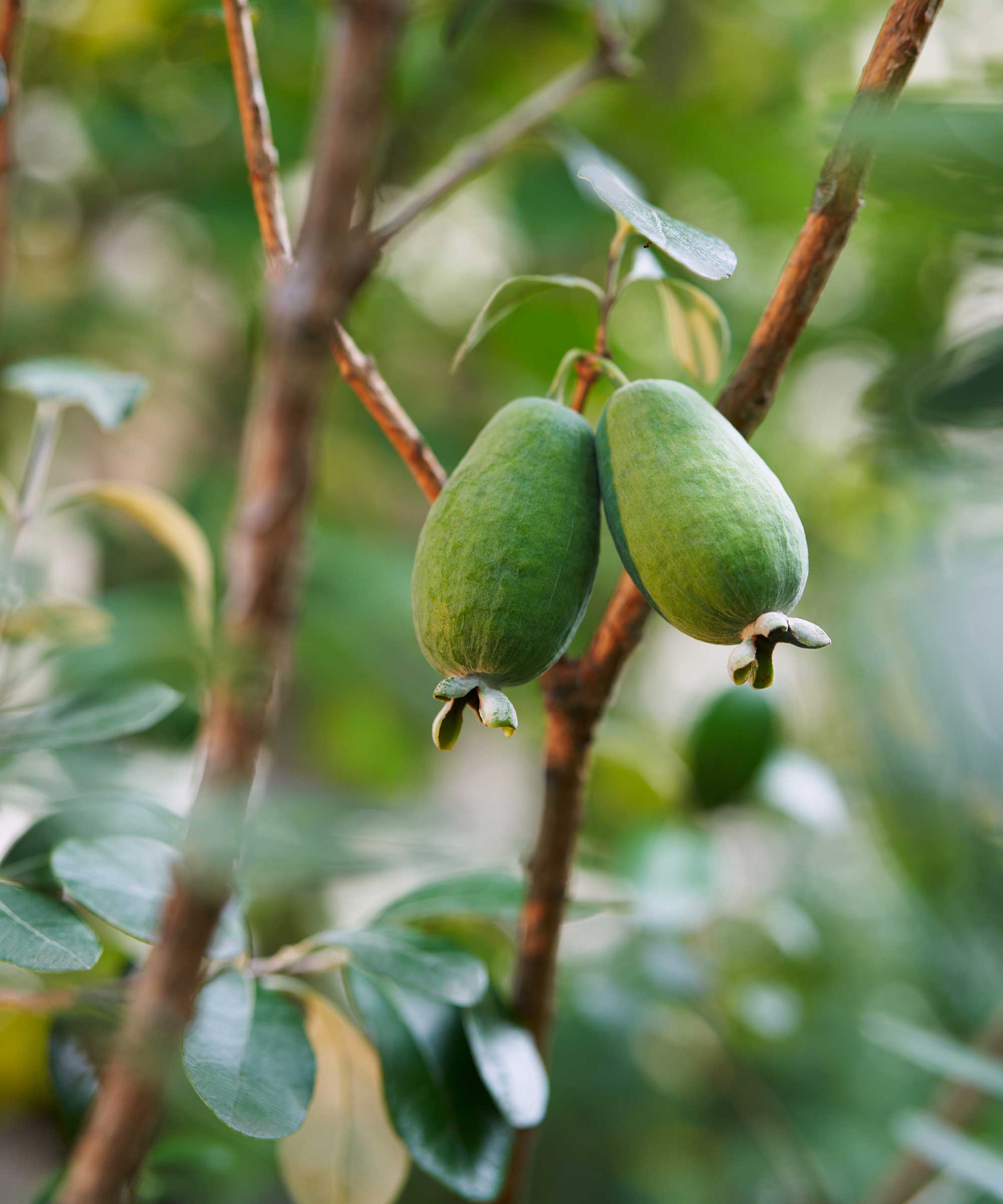 Ananas guavas som vokser på treet