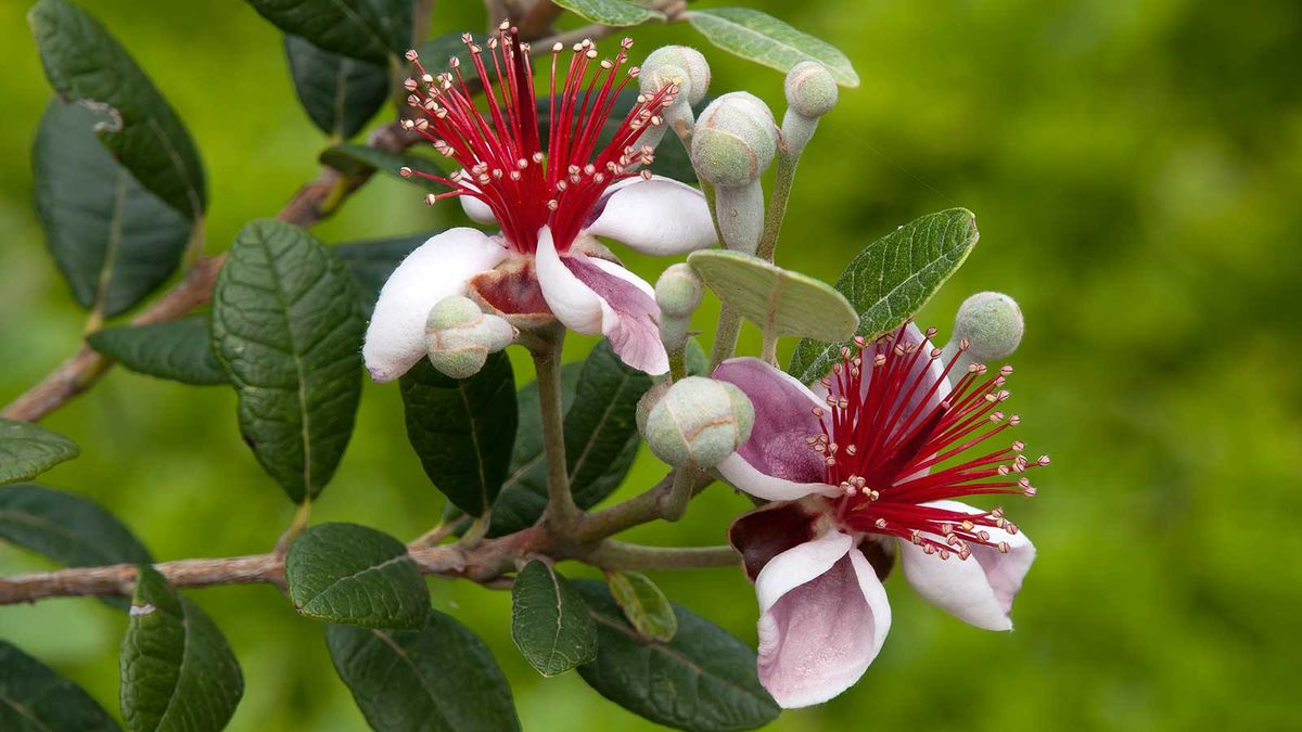 Hvordan dyrke ananas guava - for eviggrønt løvverk, livlige blomster og velsmakende frukt